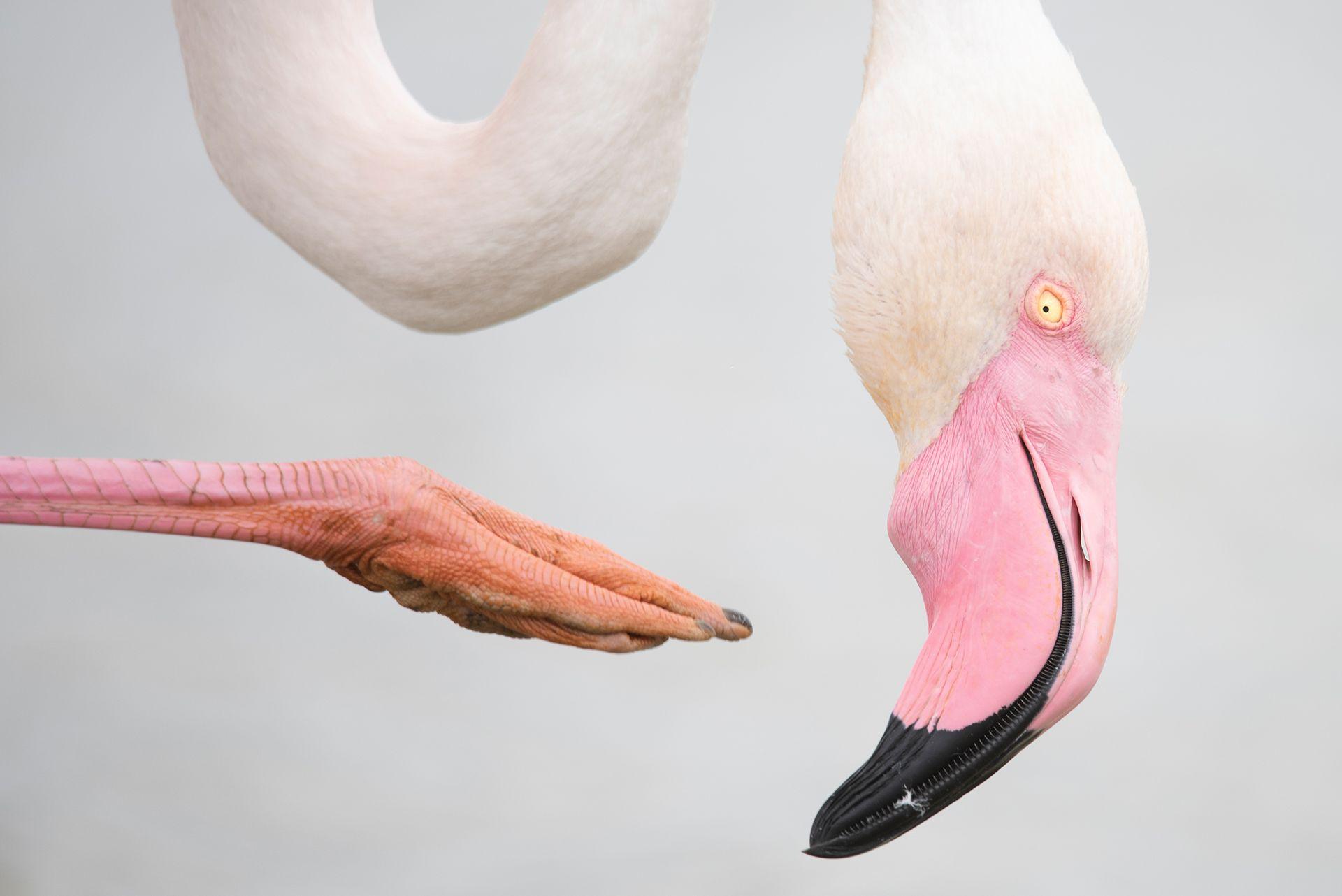 A greater flamingo balances using its long leg to scratch its head. Its curved neck, foot and pink feathers are all you can see in this image.