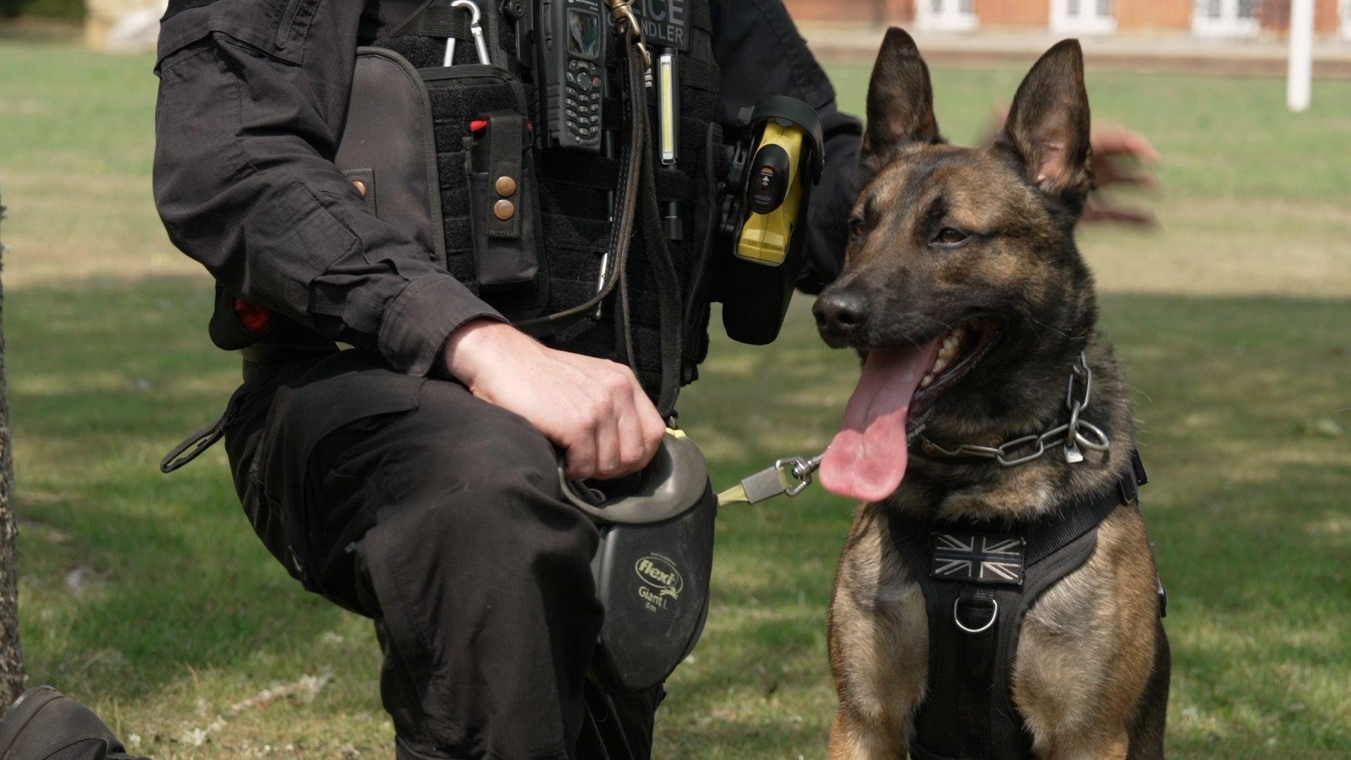 A police officer pictured from the shoulders down, on one knee and wearing a black uniform. He is on the right and his dog Echo - a Belgian Malinois - is on the left with its tongue hanging out and wearing a harness and lead. They are on a grassed area facing towards the camera.