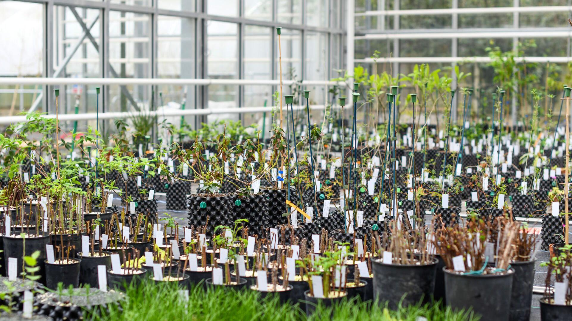 Arboretum nursery at Kew Gardens