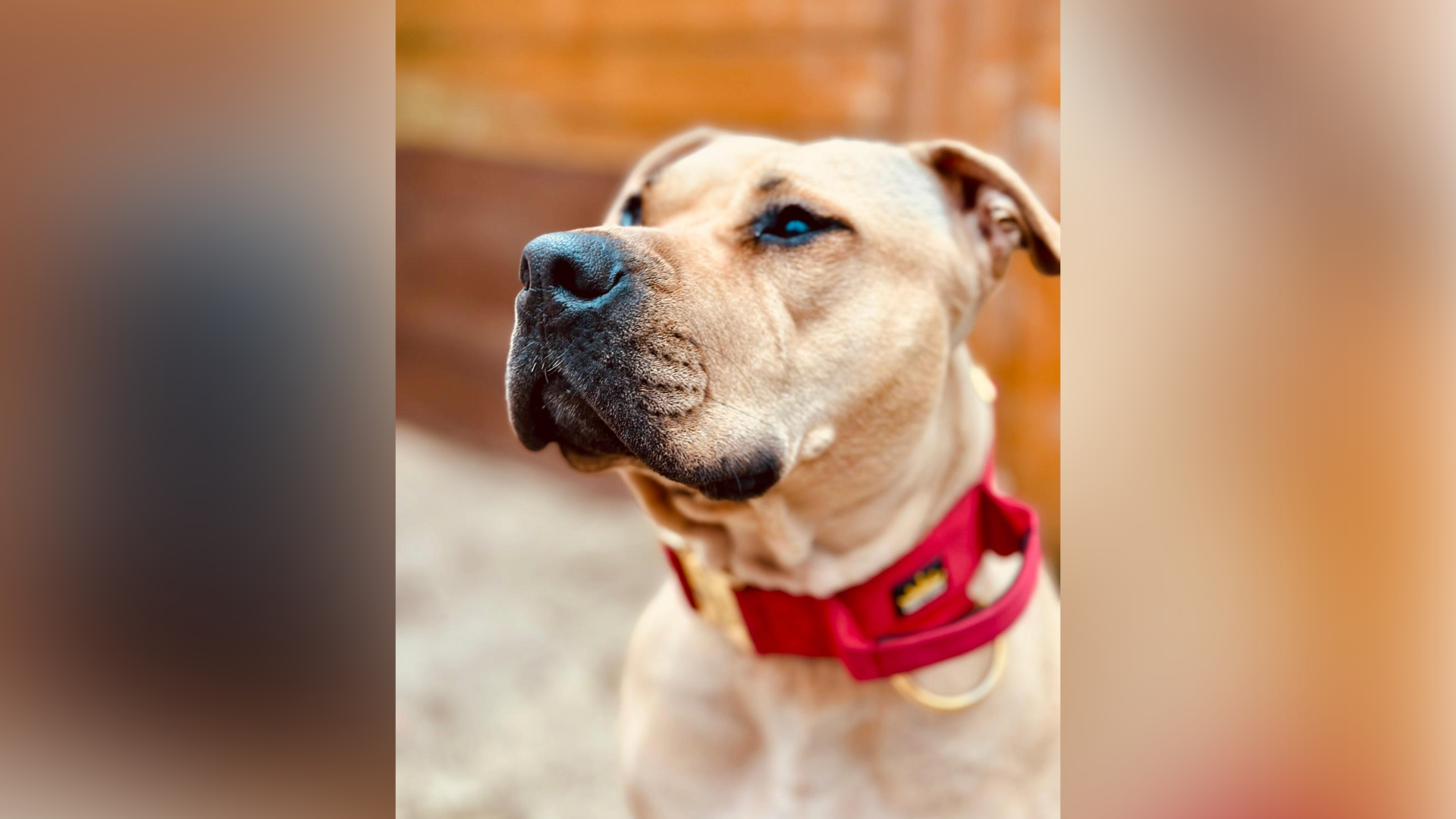 A sandy coloured dog with a black nose and a red collar.