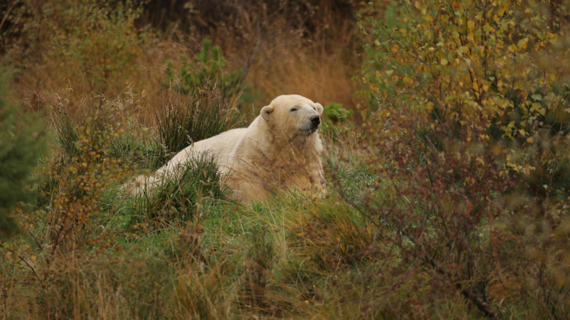 Victoria is lying down in her enclosure. It is late spring or summer and the grass is long and green and there are leaves on shrubs around her.