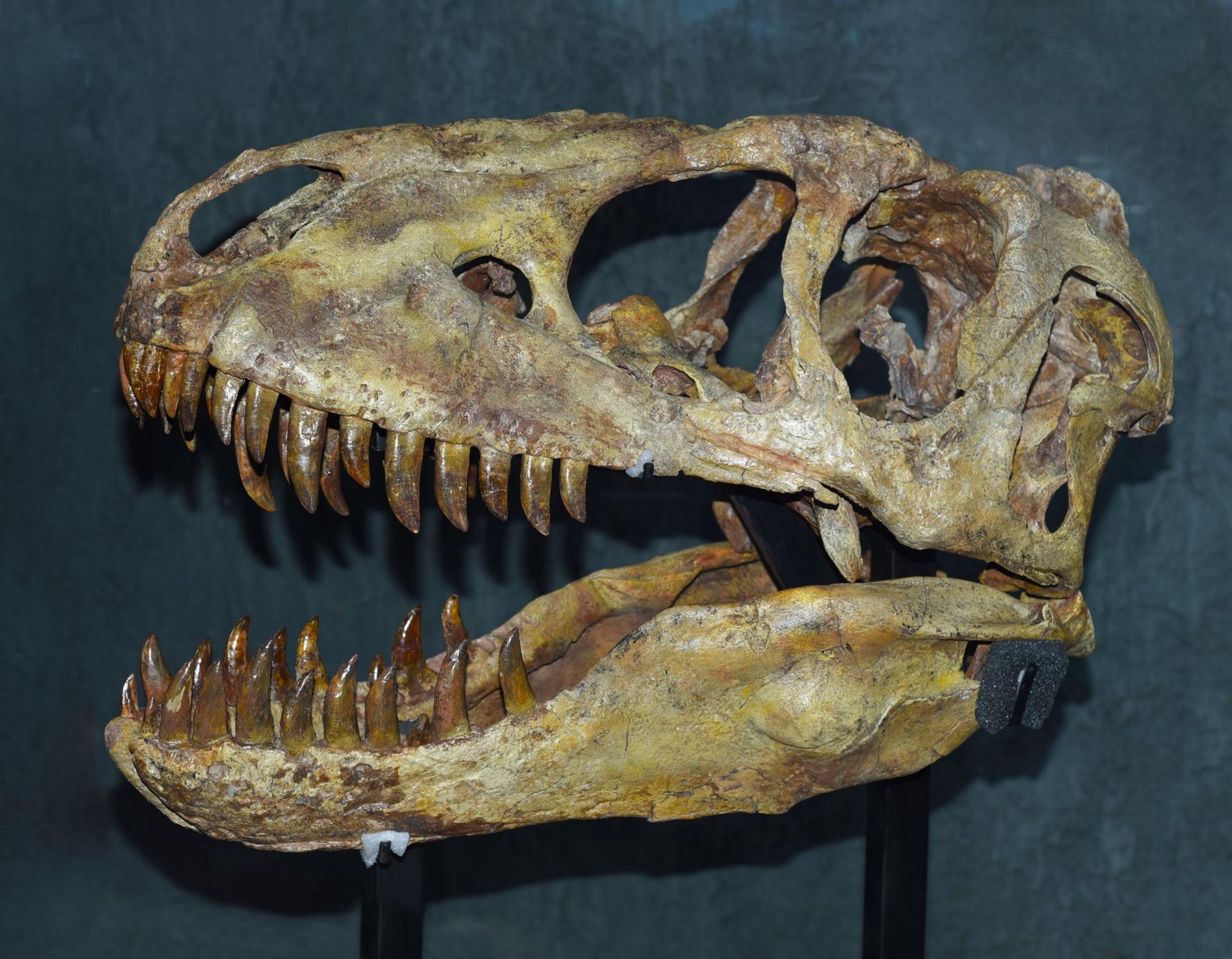 Skull of Tarbosaurus baatar dinosaur found in Mongolia Gobi desert.