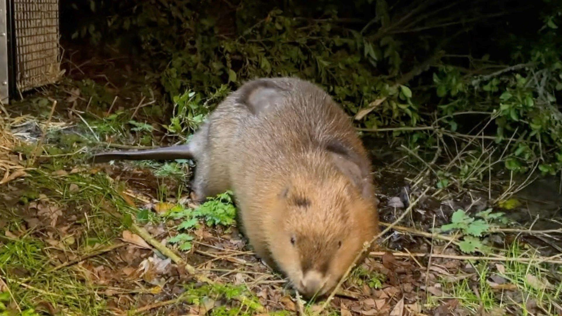 A beaver on the bank at night time