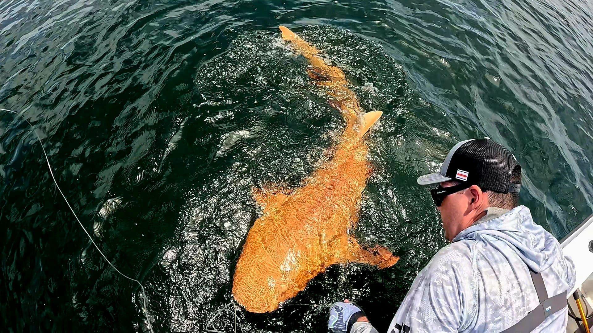 A bright orange shark with white eyes, swimming close to a boat on a line caught by a fisherman.