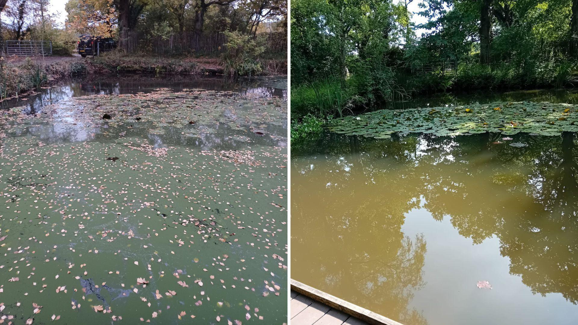 Two images. The left shows a pond covered in green scum, the right is the same pond, clear of the green scum. There are lily pads on the far side of the pond. The water is brown. 