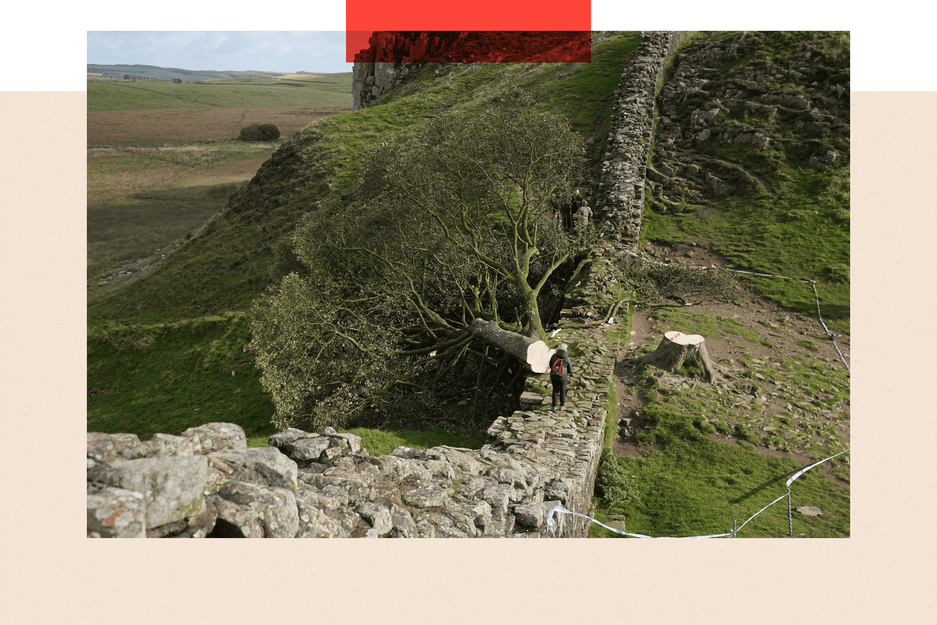 The Sycamore Gap tree which was illegally felled