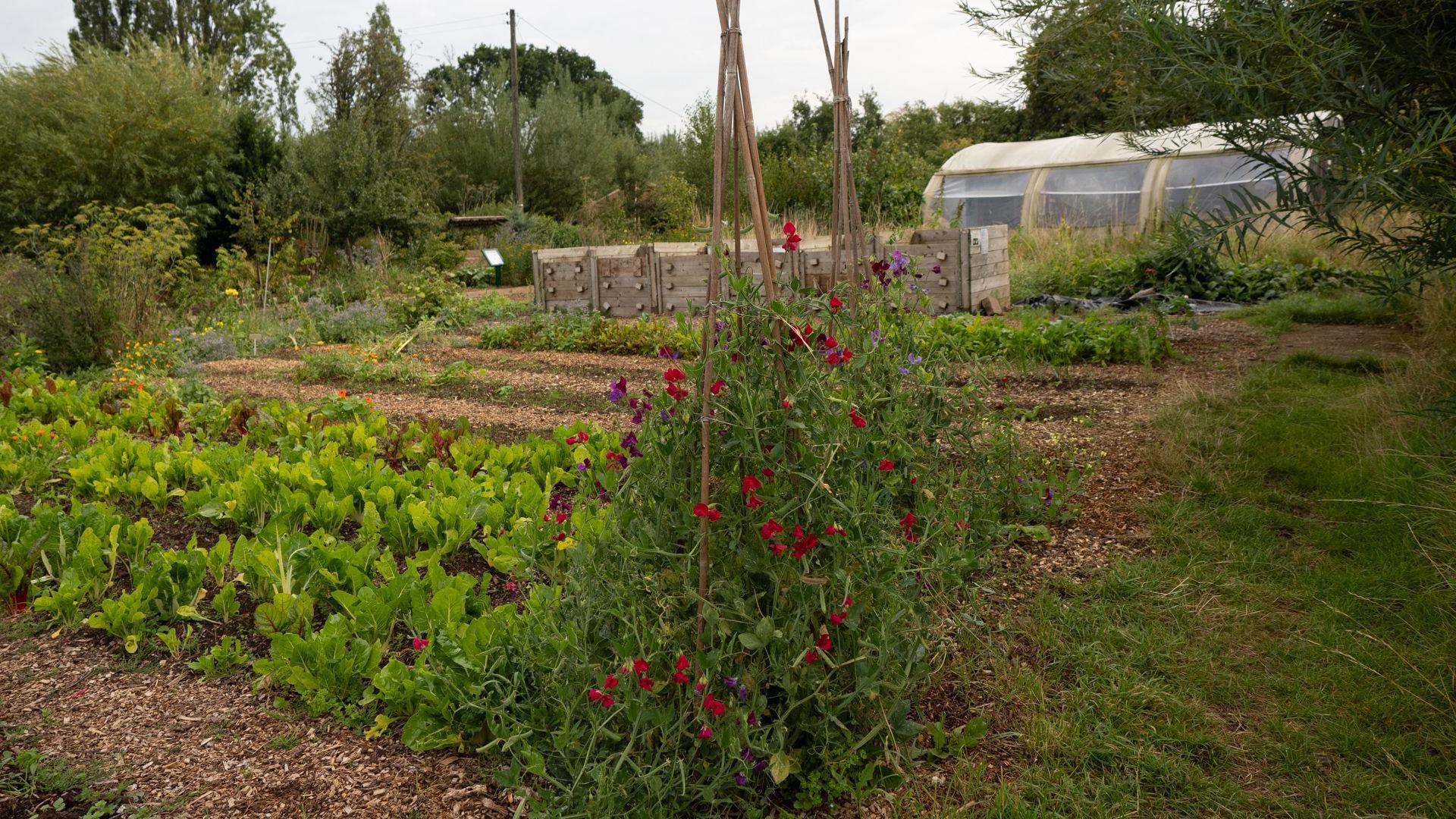 Shot of the vegetable garden at Grow Wilder