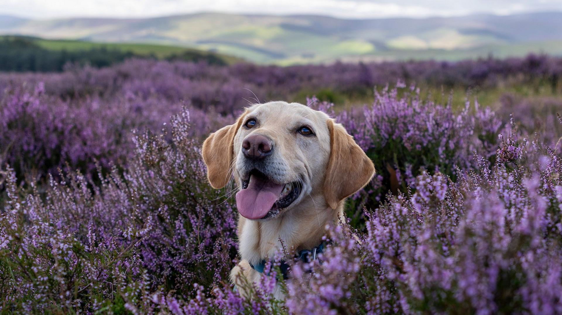 Dog - a golden Labrador - with its tongue out, lying in a field of purple heather.