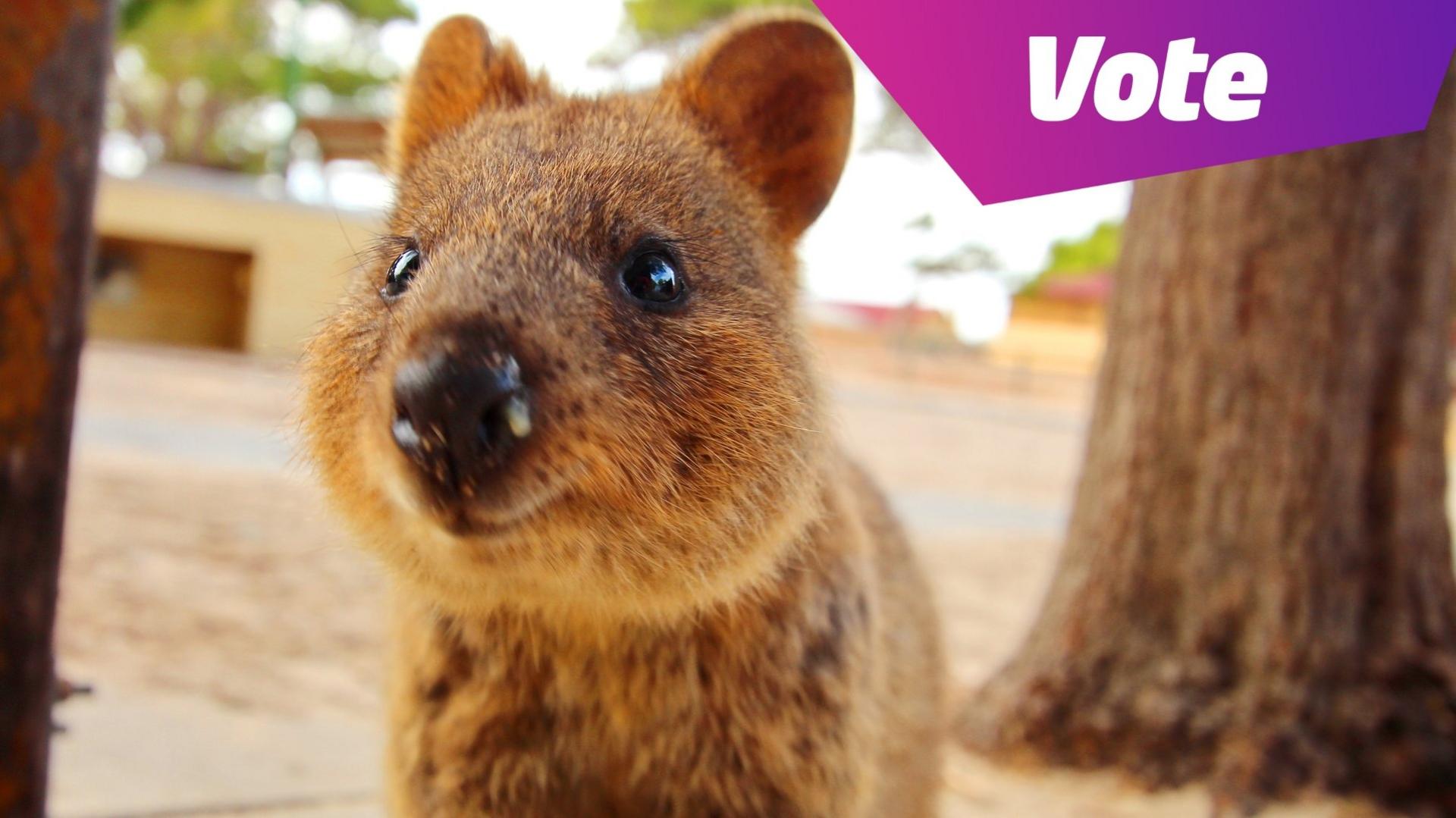 Quokka smiling