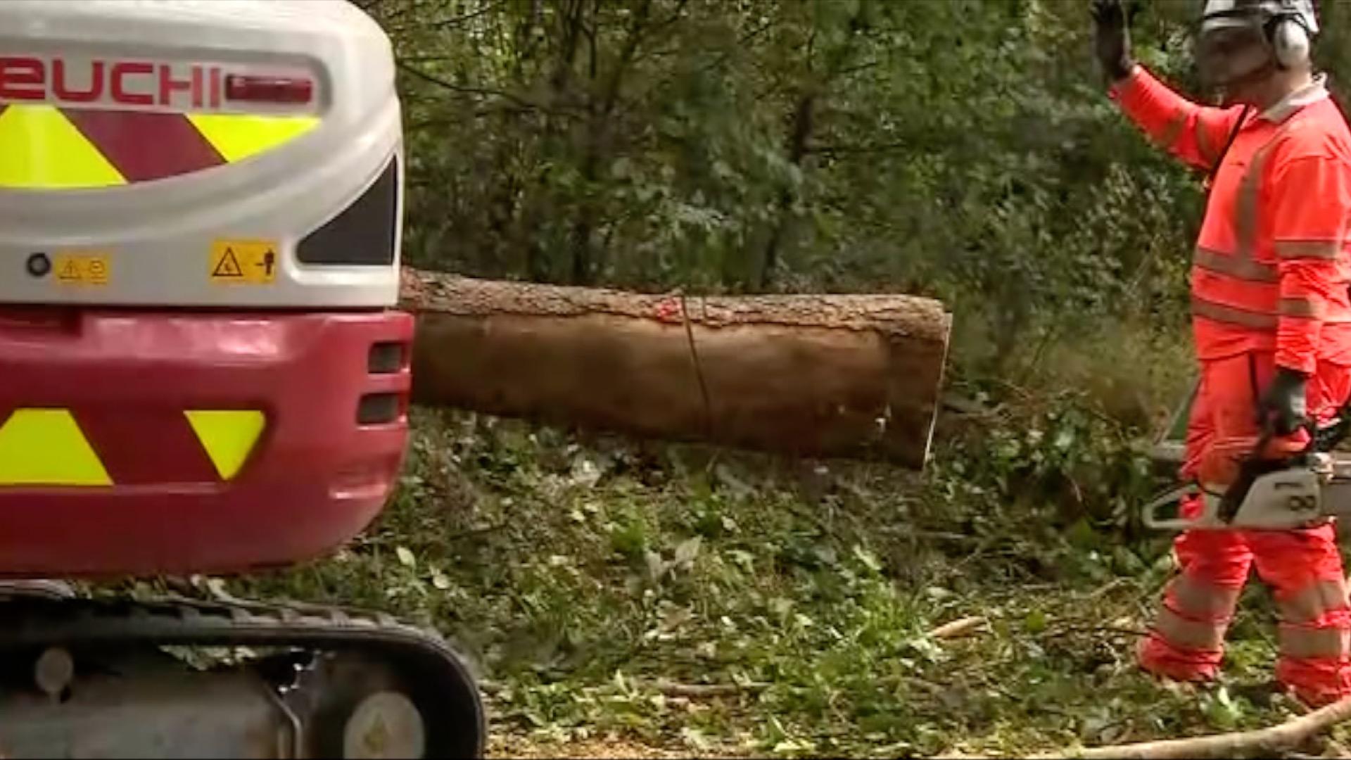 Elm tree being felled