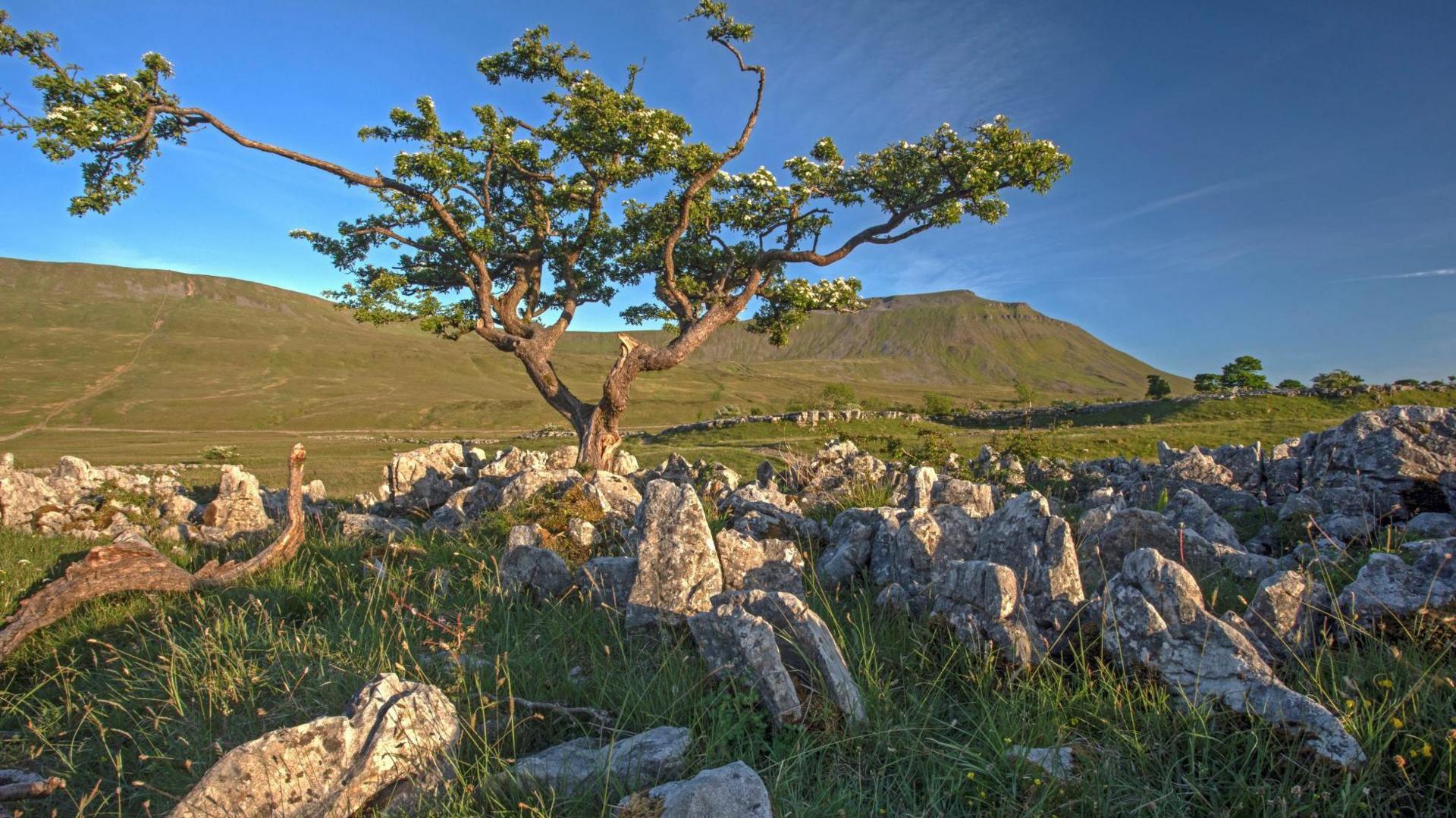 A blossoming tree surrounded by limestone rocks greenery and a mountain in the backdrop.