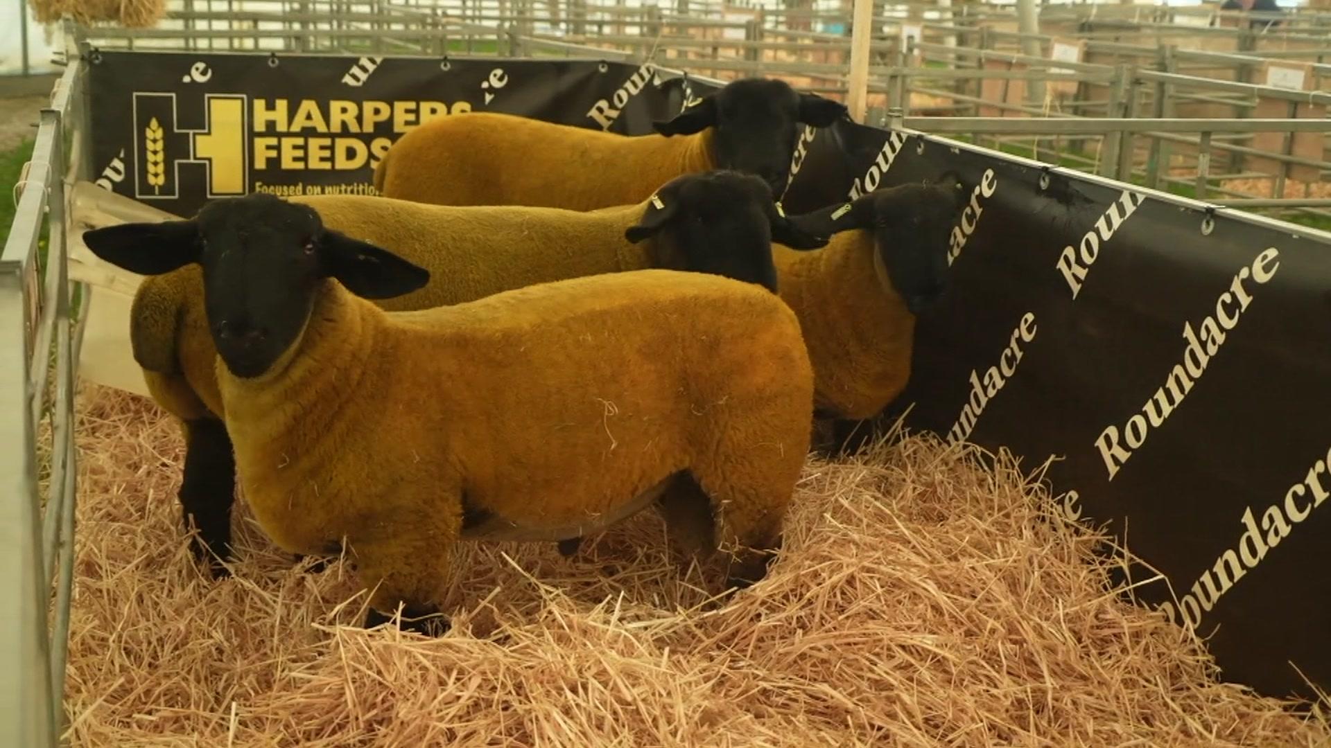 Sheep at Royal Cornwall Show