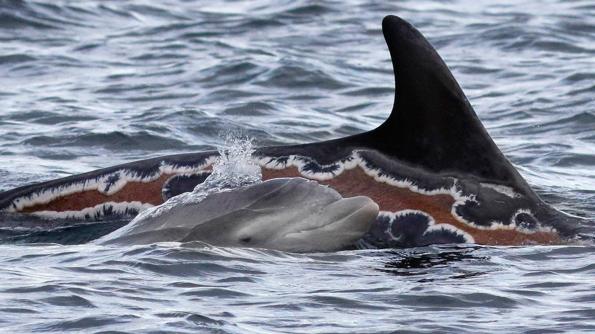 Sunburned dolphin Spirtle and young dolphin