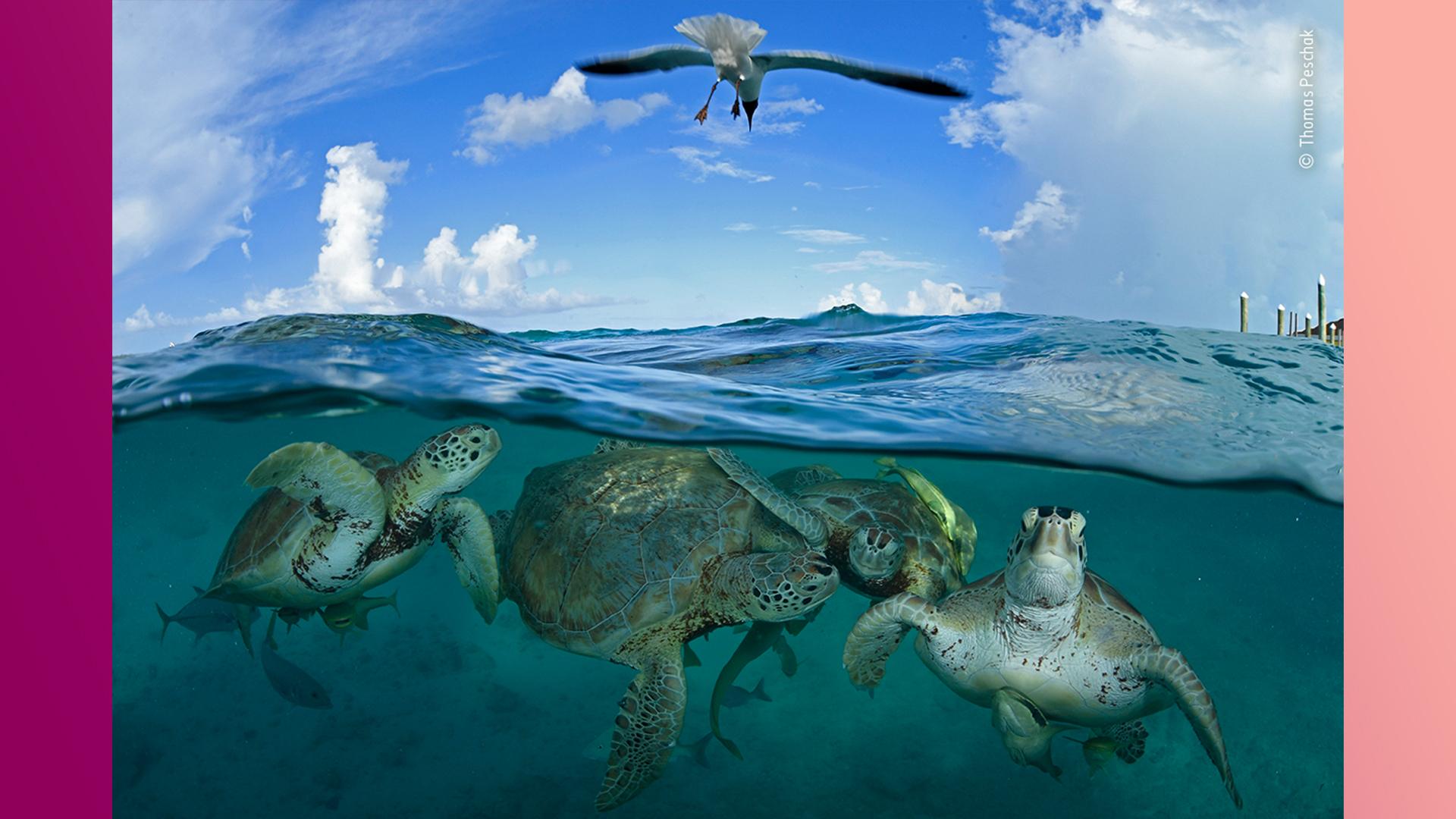 green-sea-turtles-swim-beneath-sea-gull