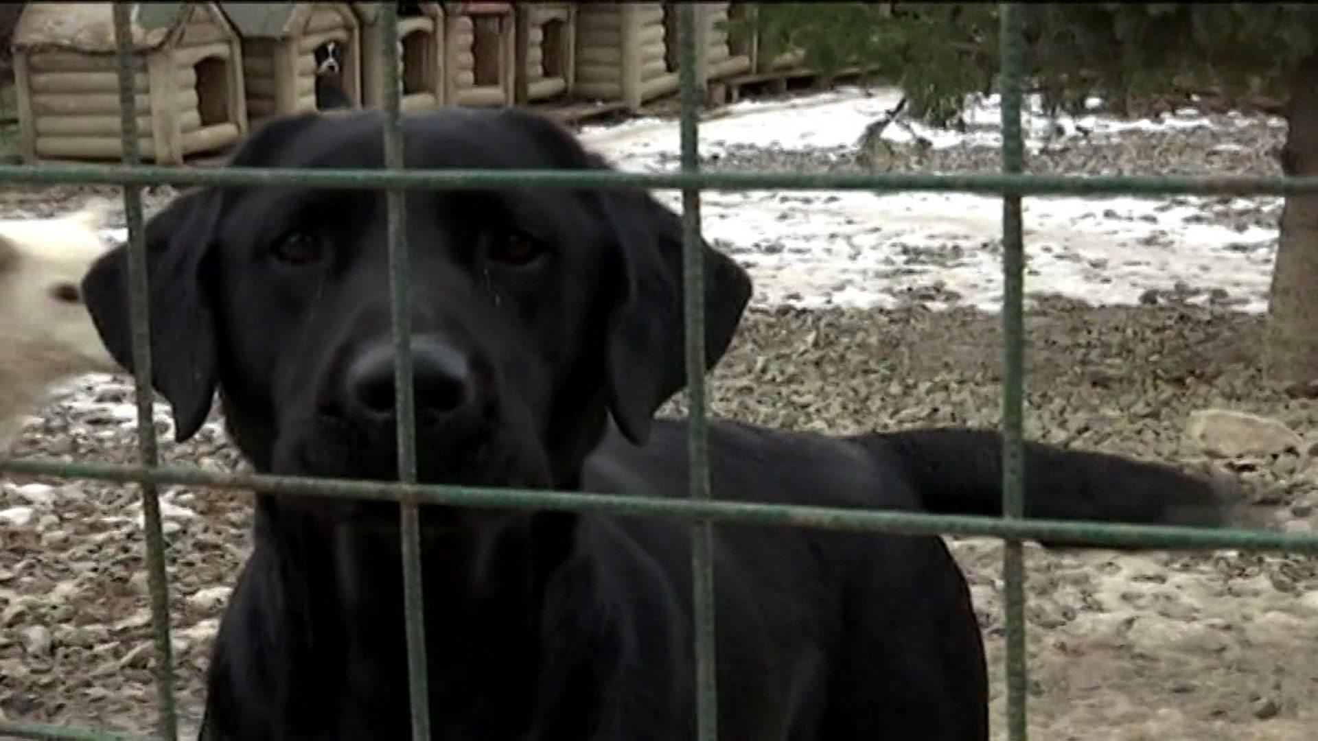 Stray dogs get new homes built for them
