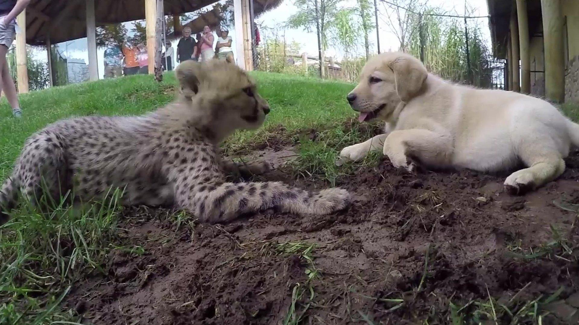 Emmet and Cullen play together