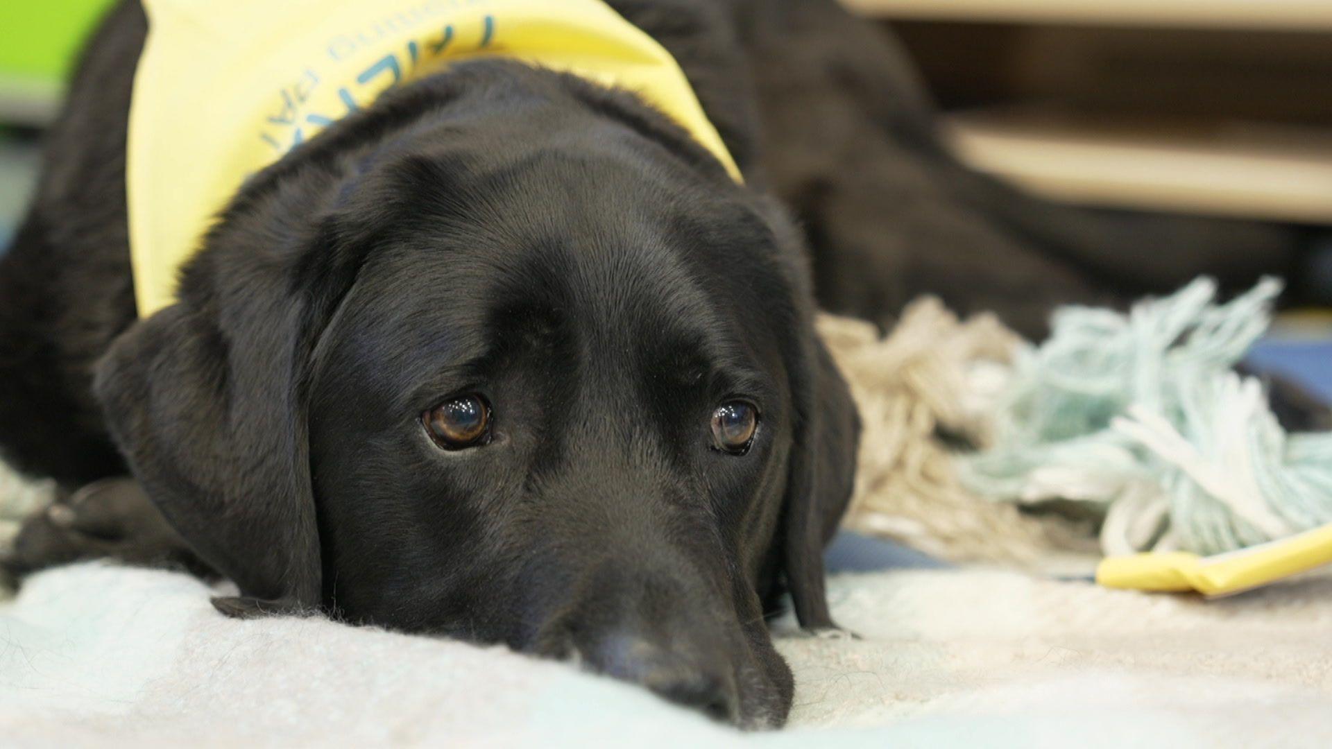 Rafa, the black Labrador, stares out of frame with his brown eyes. He is wearing a yellow "Pets and Therapy Animals" neckerchief.