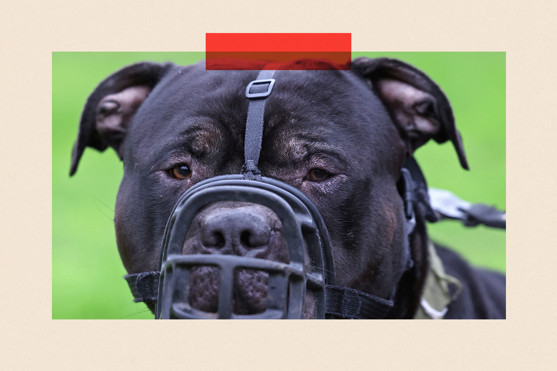 Dark coloured dog with a muzzle