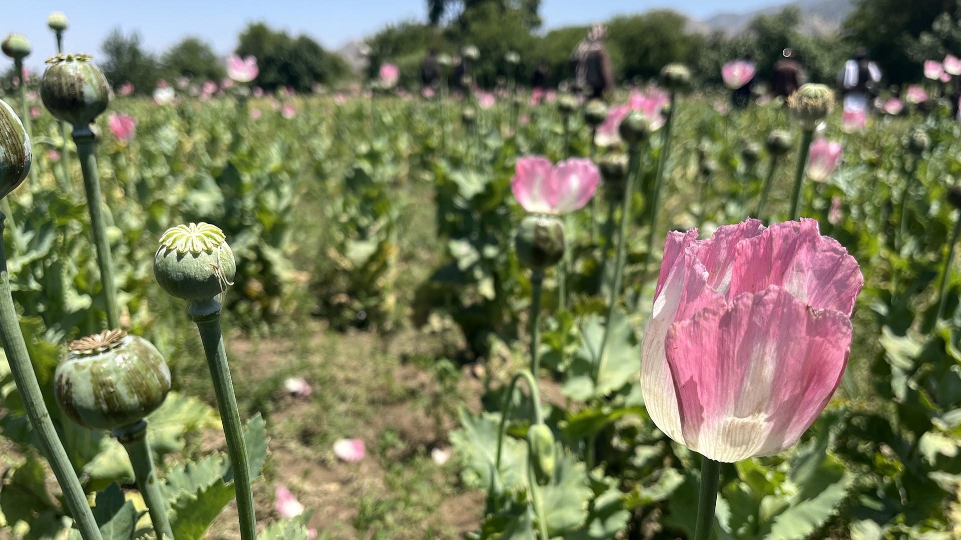 Poppies in field, photographed from close-up