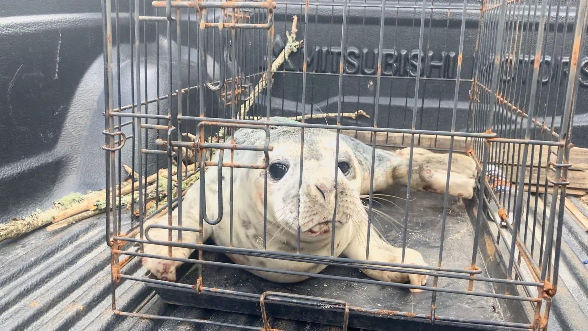 Seal in a cage in the back of a pick up truck 