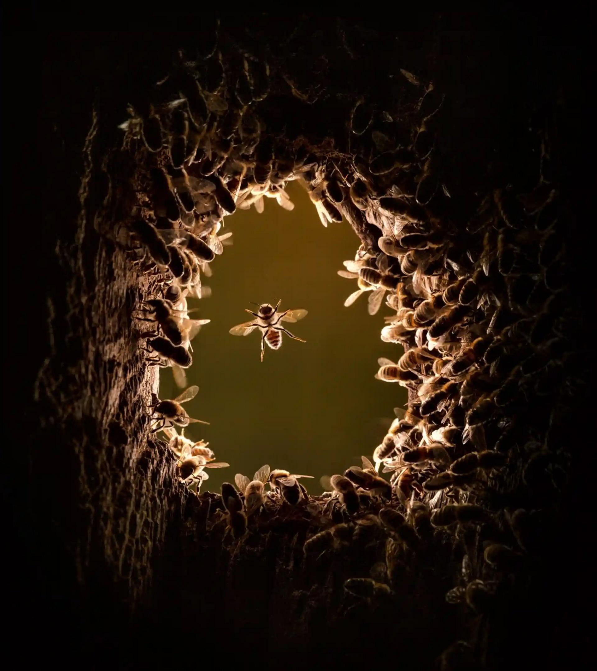 Honeybees colonise a black woodpecker nest cavity.