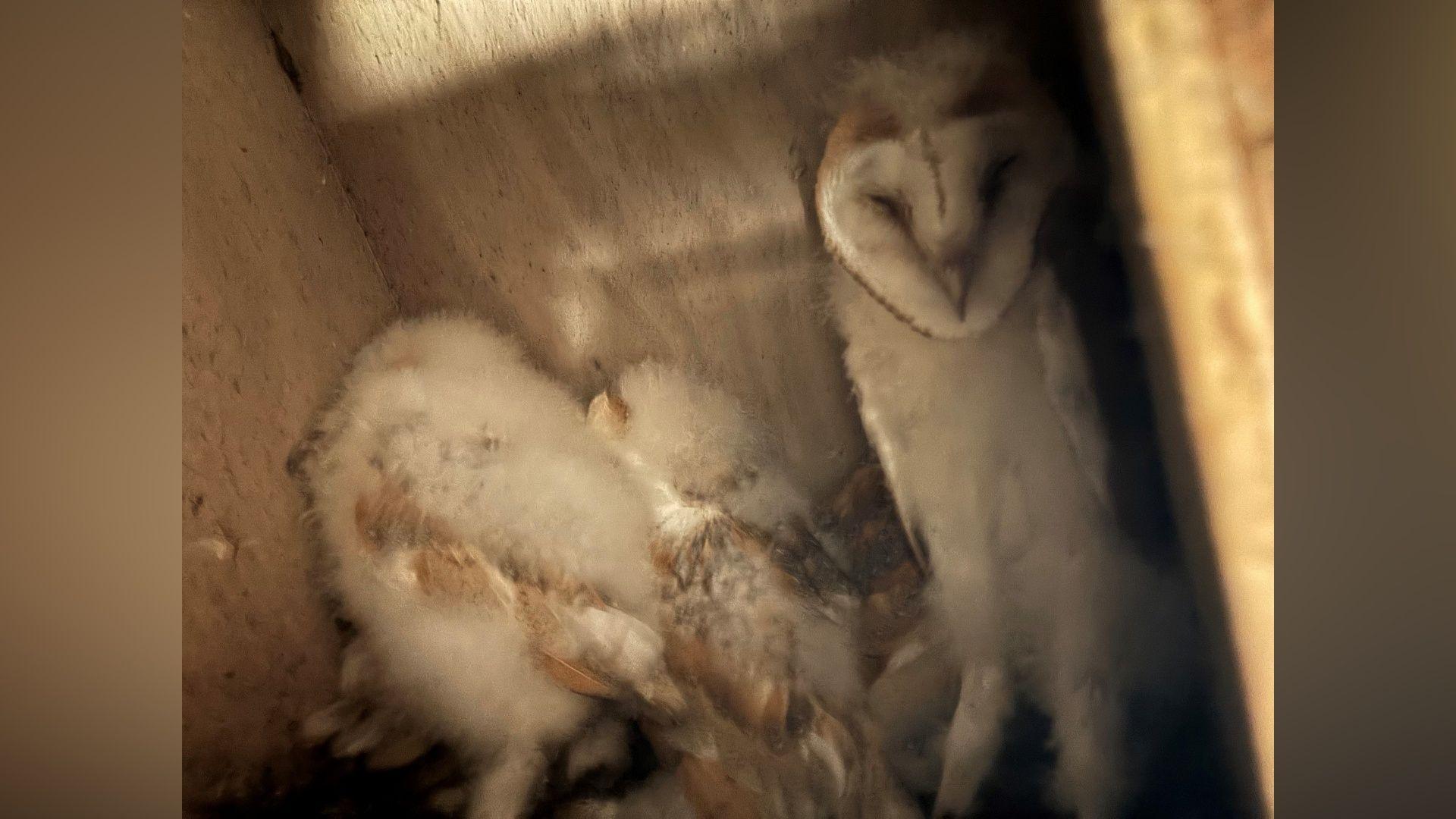 Barn owl and chicks inside a nesting box