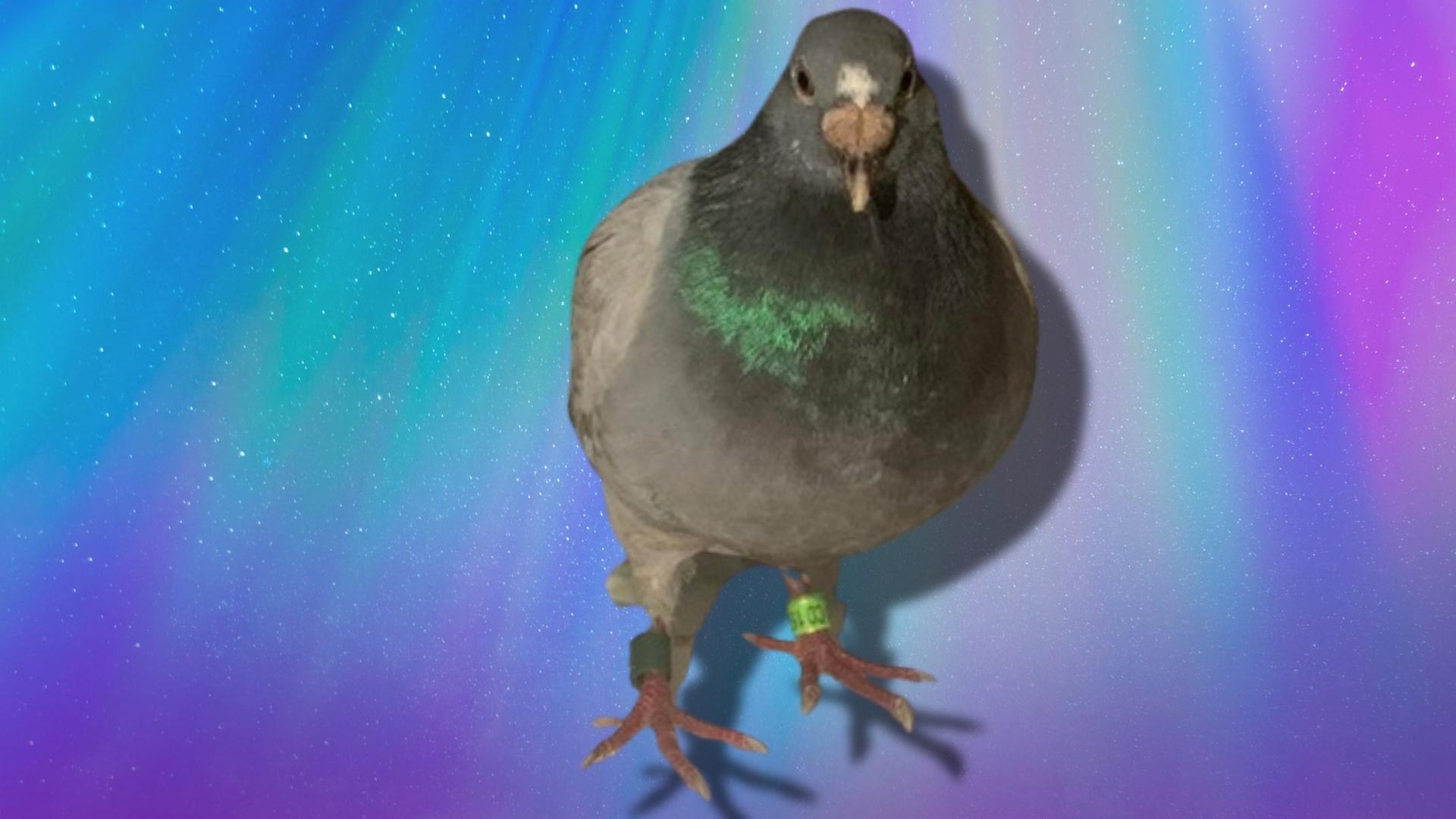 bob the pigeon