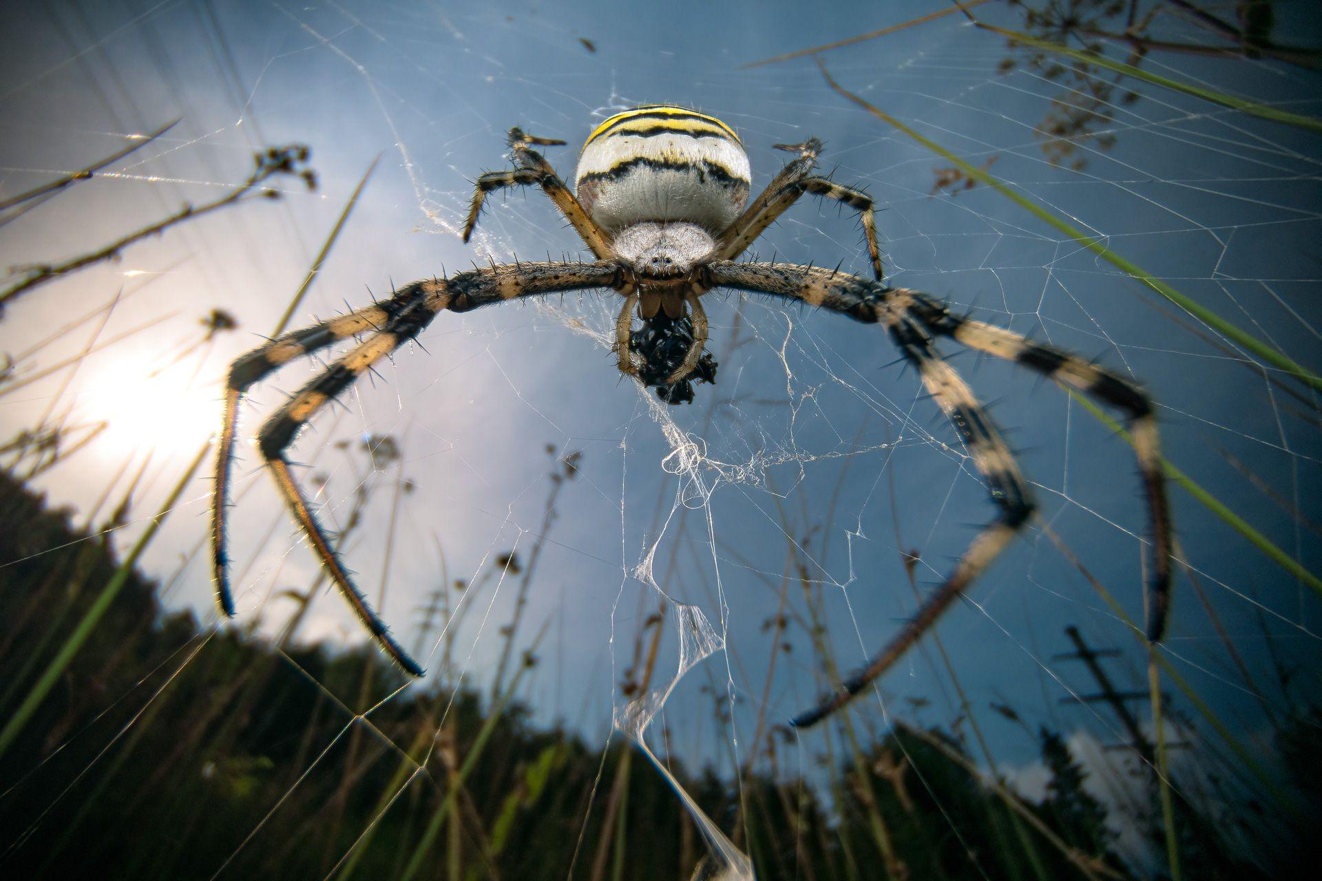 A Wasp spider holds its struggling prey, its intricate web a trap woven with precision. Captured with a custom-built CCTV macro lens, this image offers an intimate, wide-angle view of a hunter at work in Lucerne, Switzerland.
