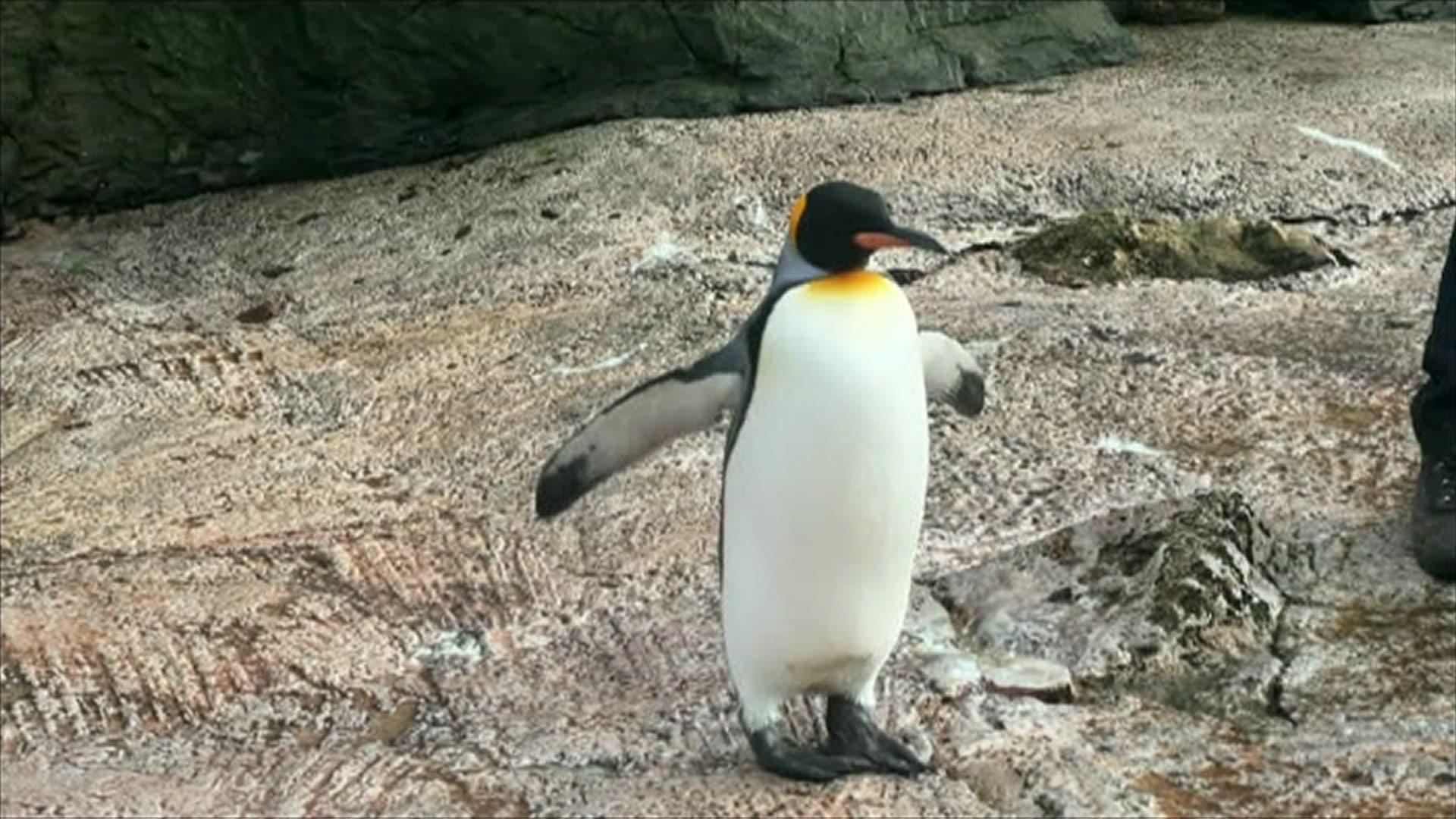 penguin walking