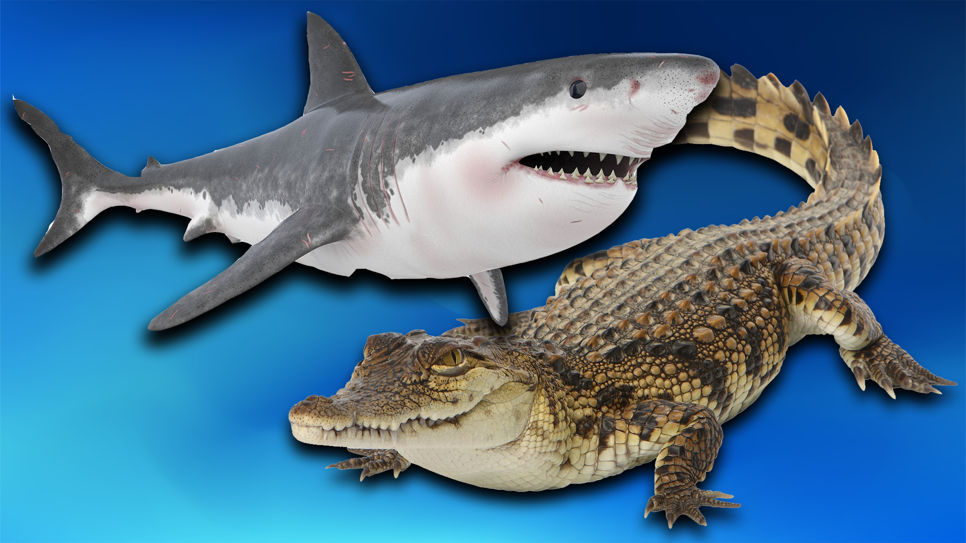 shark and crocodile. 