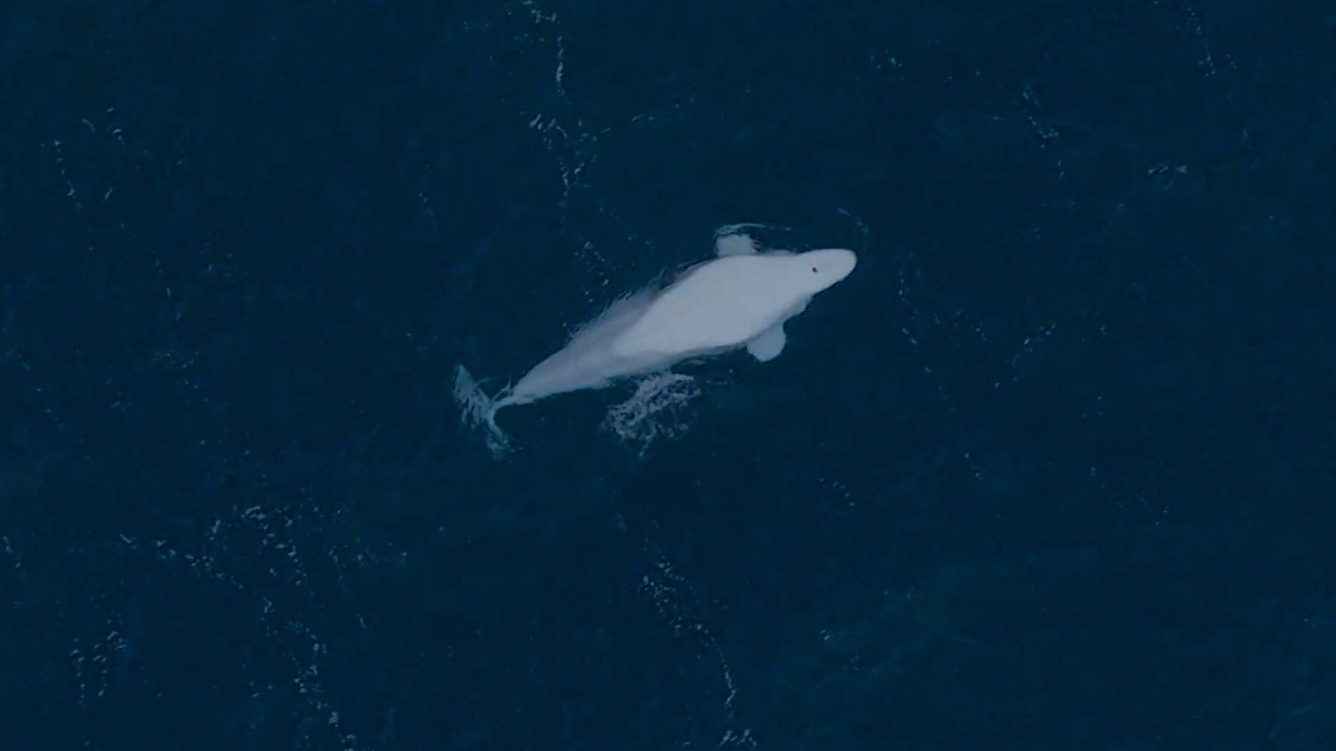 Beluga whale near Shetland