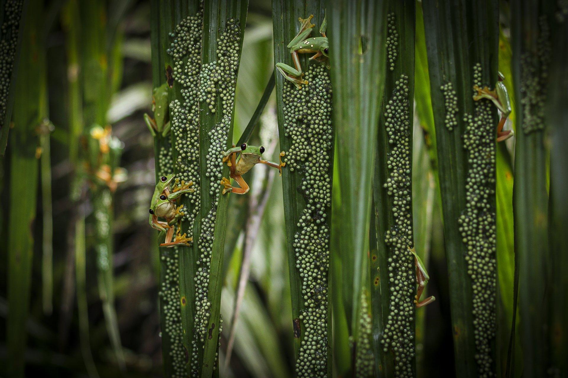 Frogs clinging to fronds covered in eggs