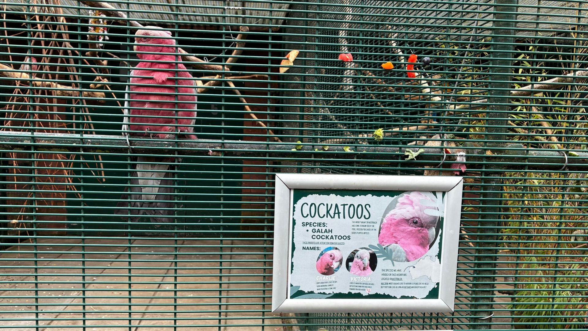 A pink cockatoo sits on a perch inside a green wire cage