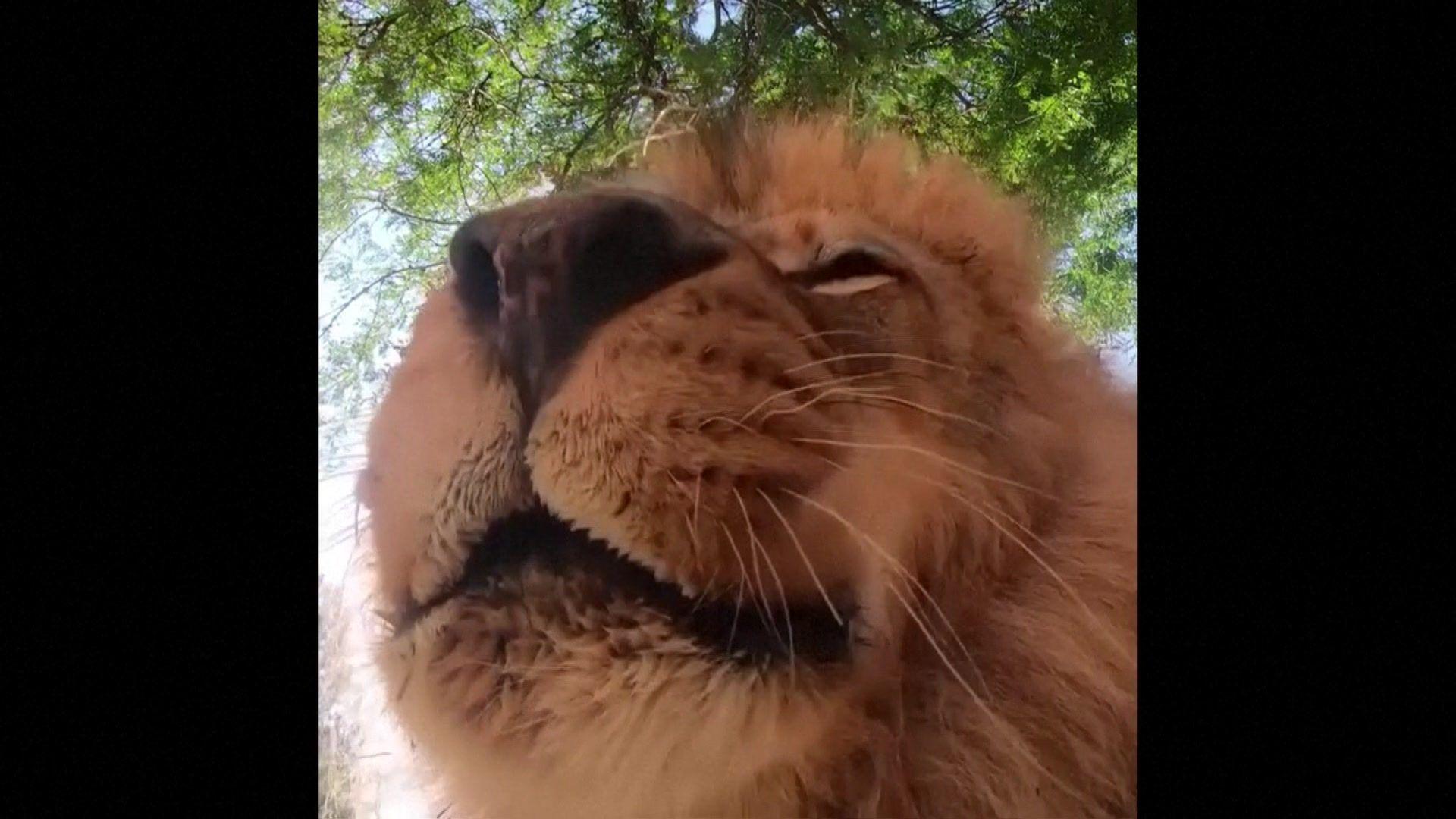 Lion close up