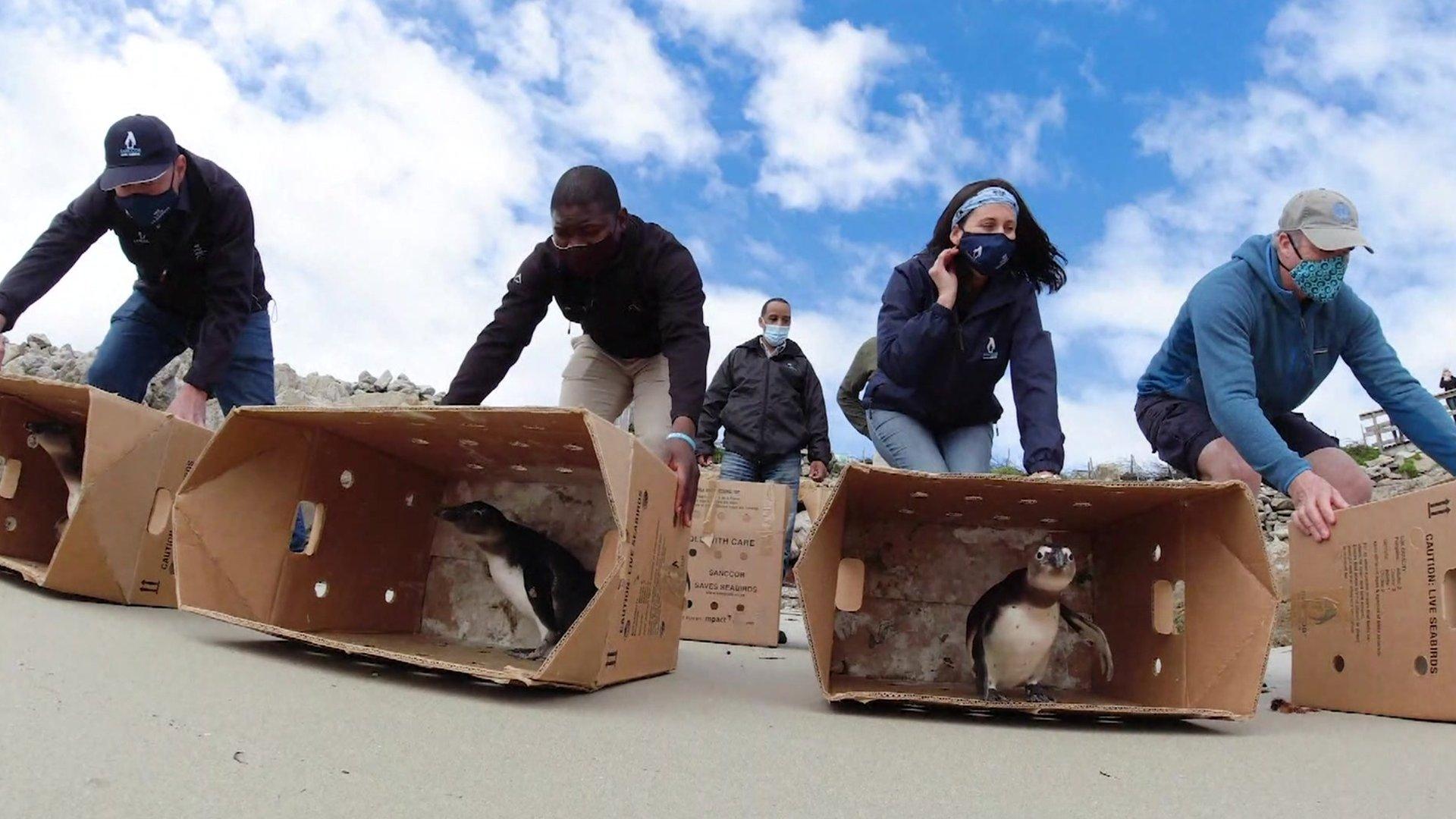 Penguins being released back to their habitat