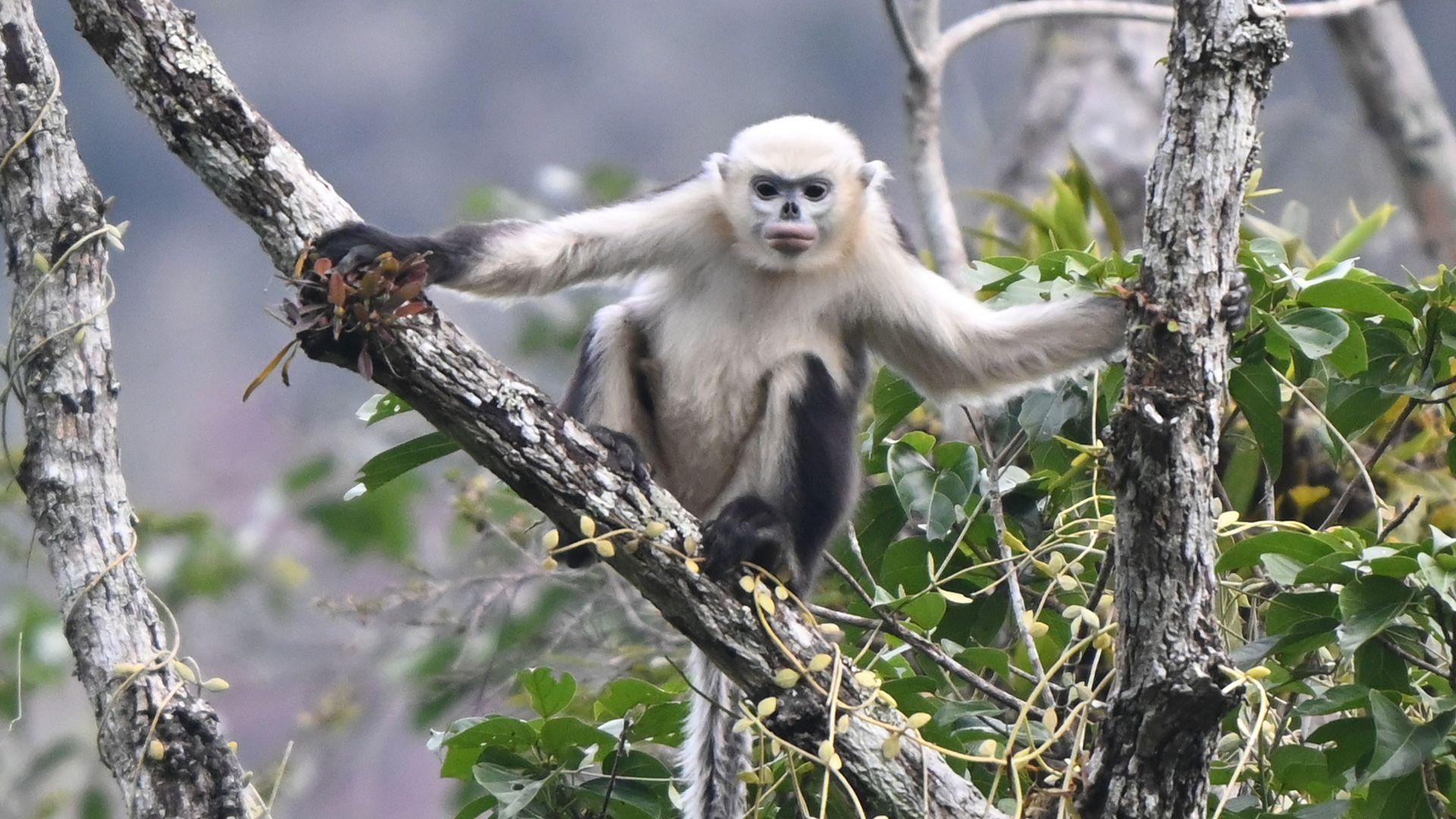 A black and white monkey with a blue face looking out from a tree branch