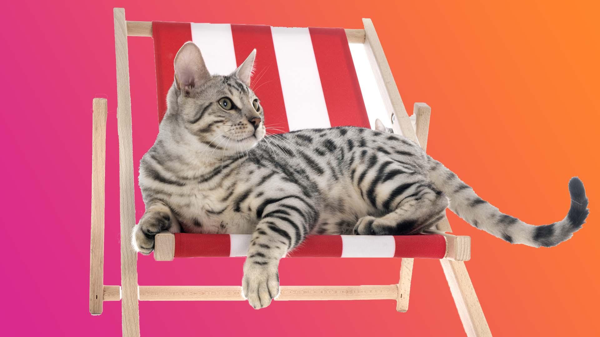 cat on deckchair