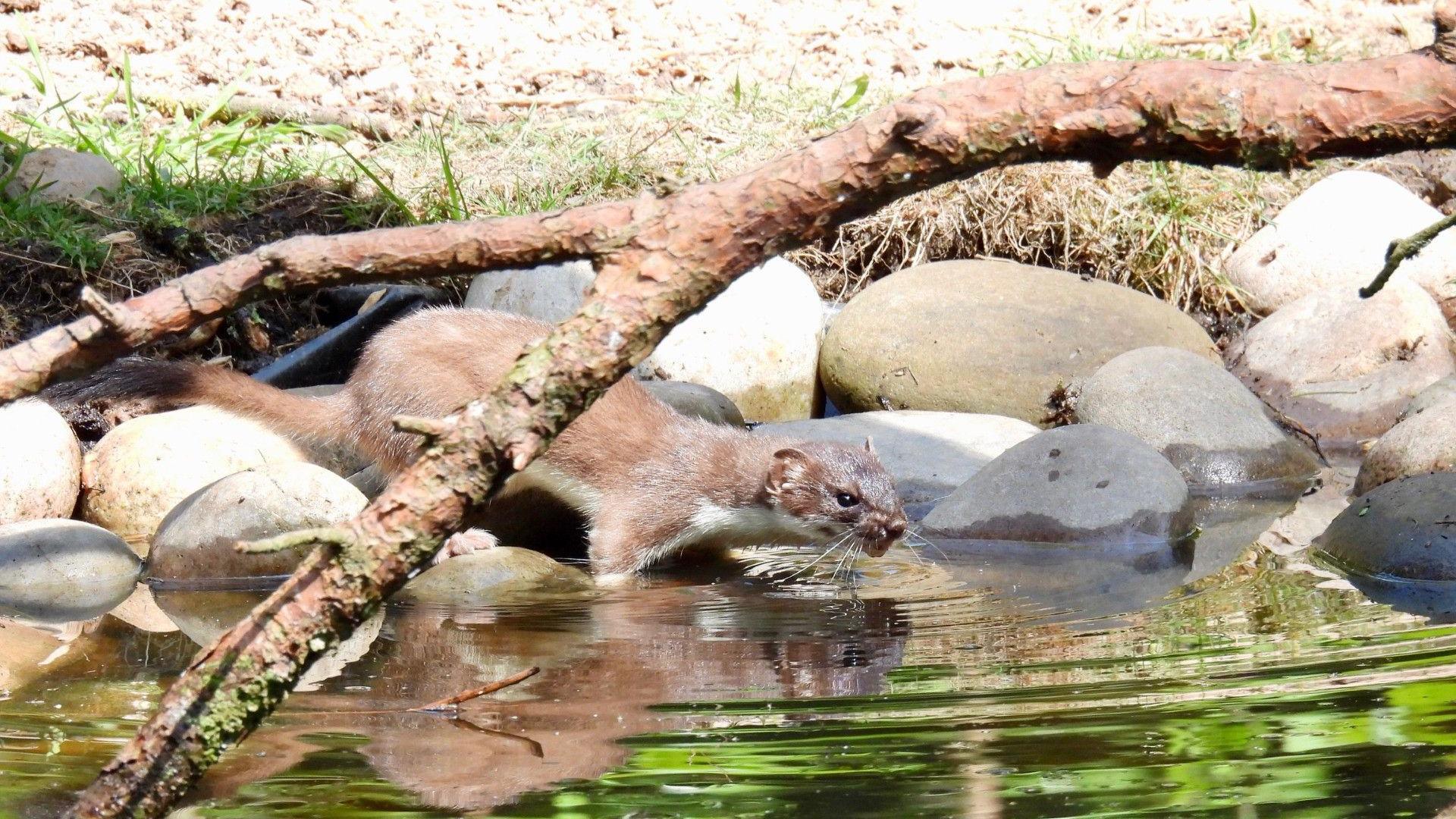 Weasel drinking from water at Clumber Park