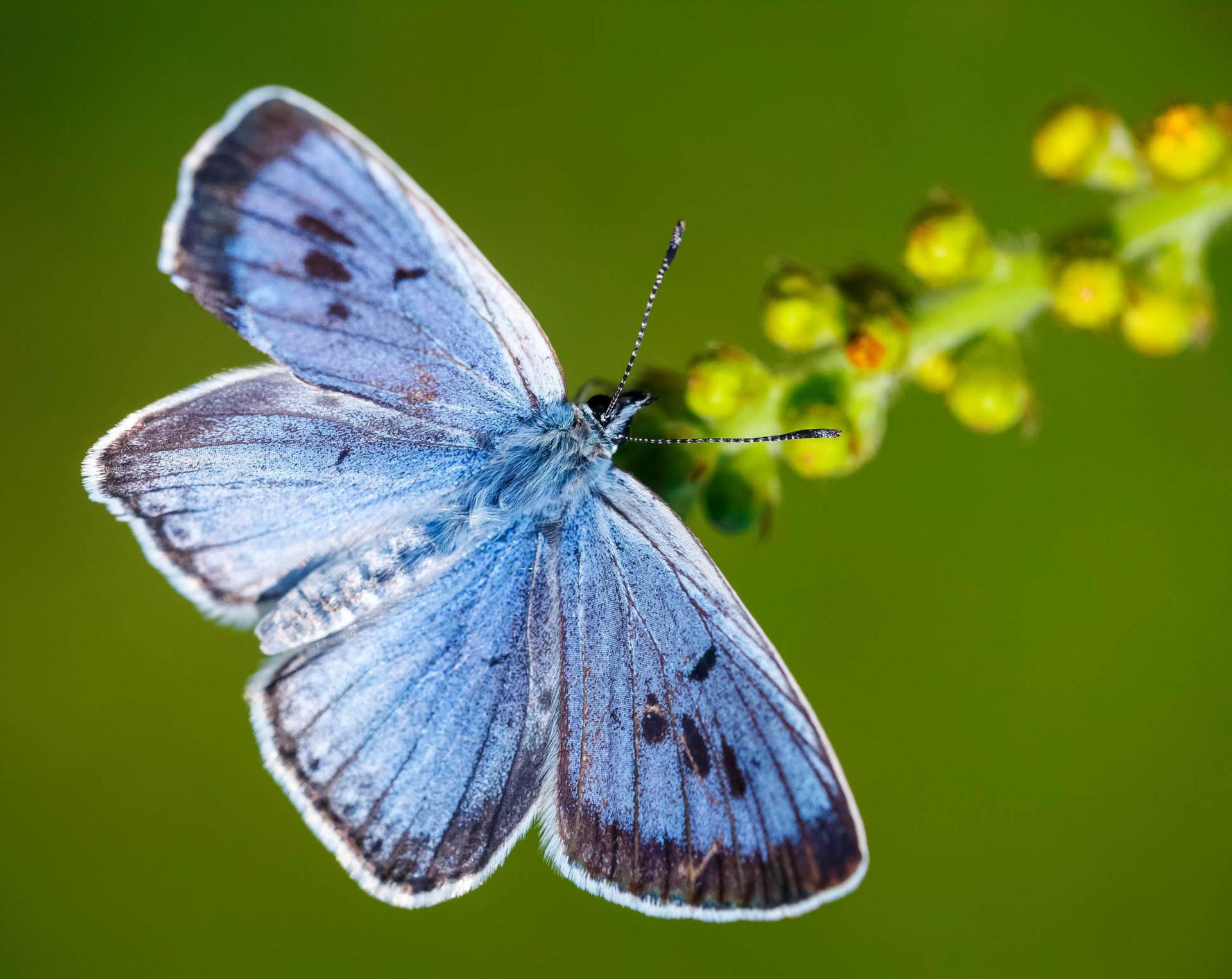 The Large Blue Butterfly