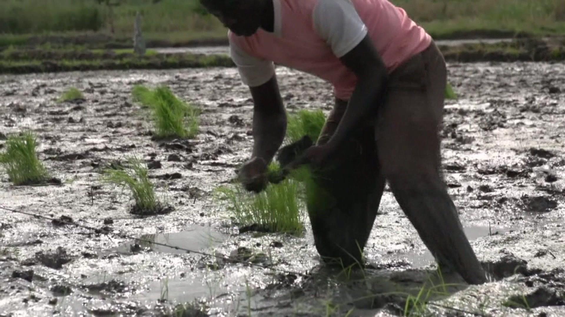 Man farming