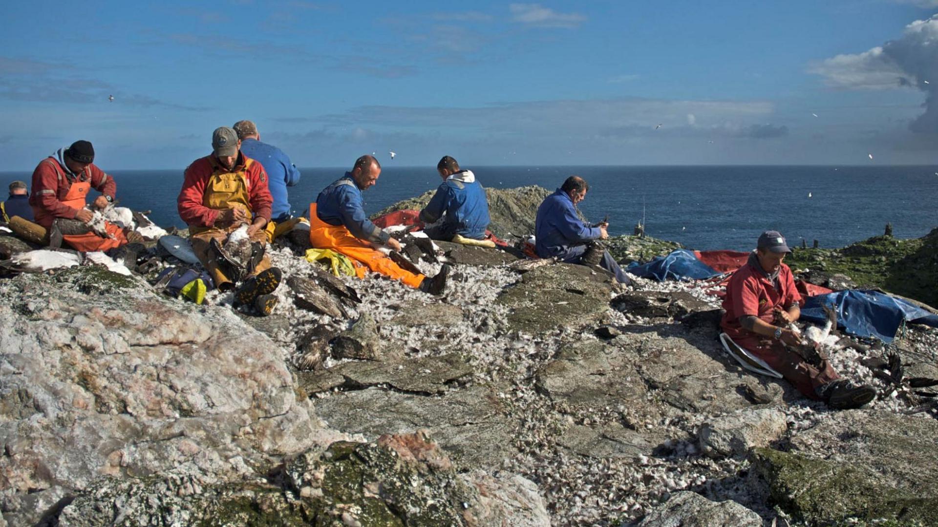 A group of seven men sit among rocks on Sula Sgeir processing guga. They are wearing overalls, including blue boiler suits and orange oilskin trousers. The sky is blue and the sea below is flat calm.
