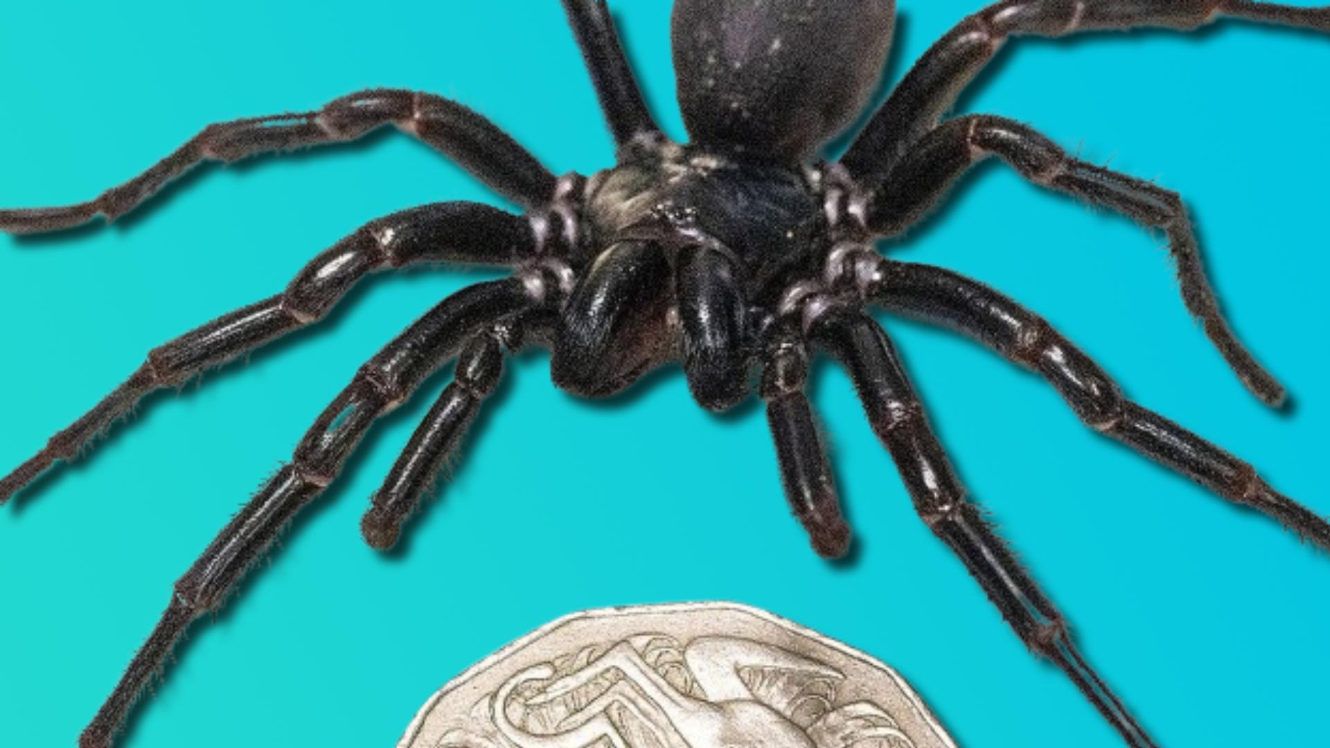 Male Sydney funnel-web spider