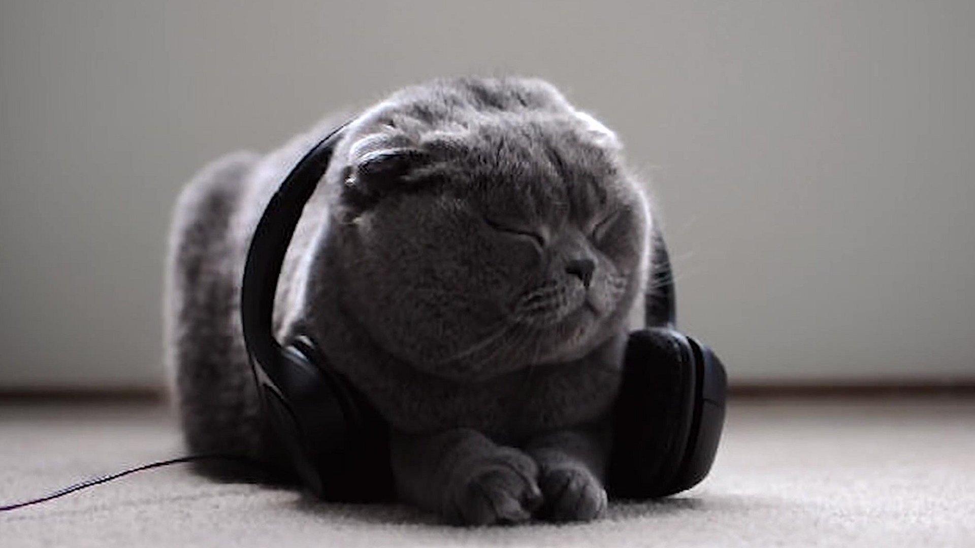 cat listening to music