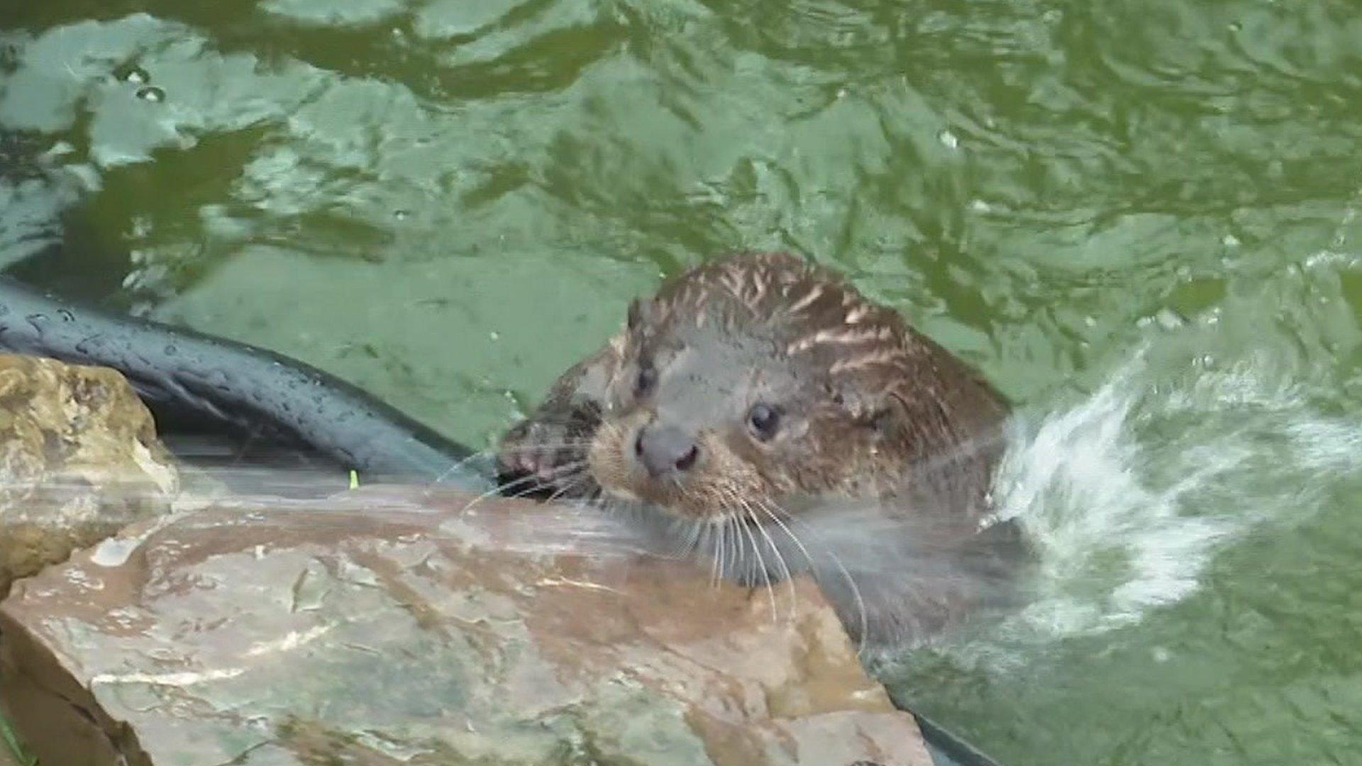 A photo of an otter