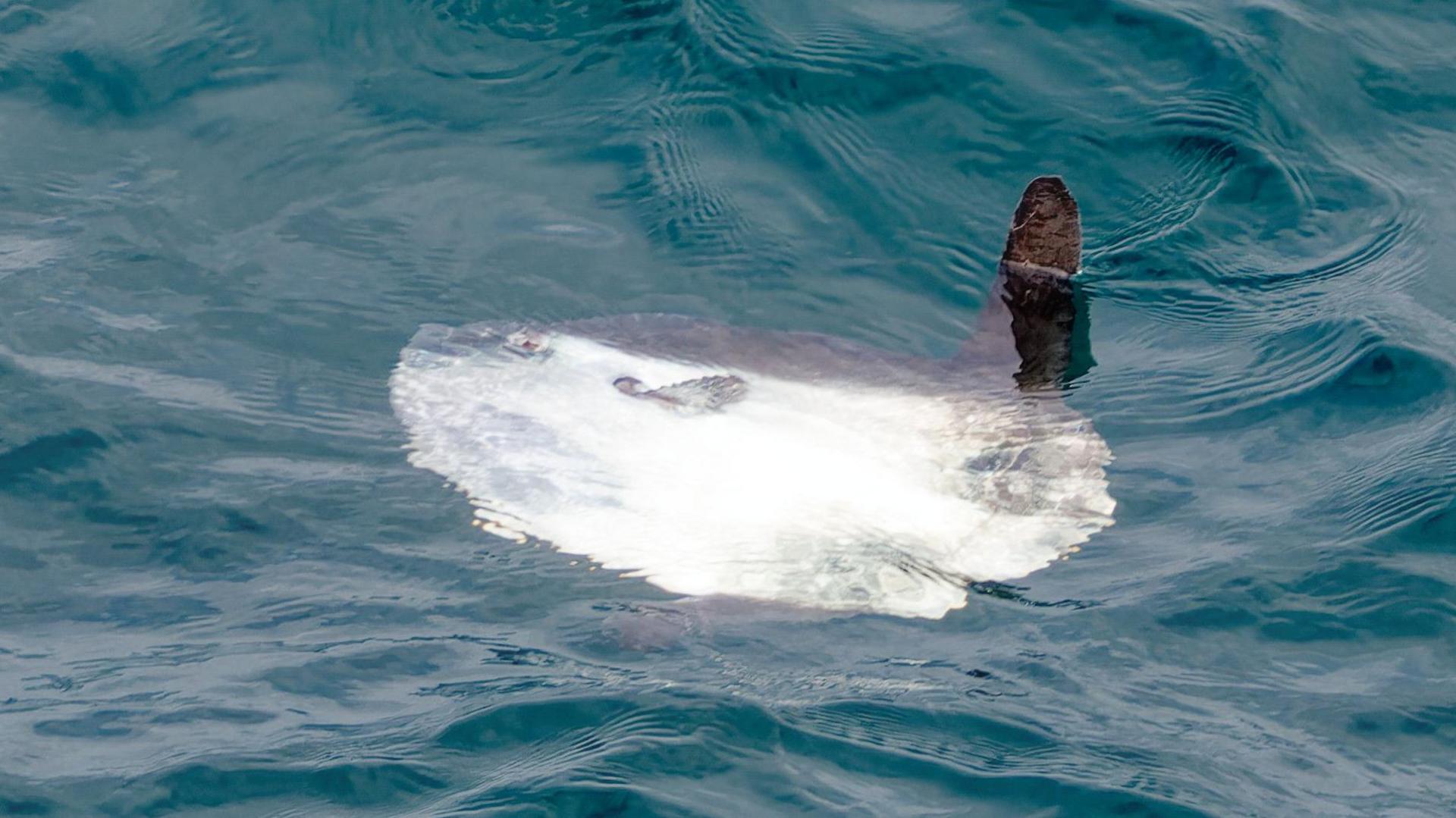 An Ocean sunfish - a fish that looks like its lying on its side and look flat. It's fin is sticking out of the water. The water is clear. 