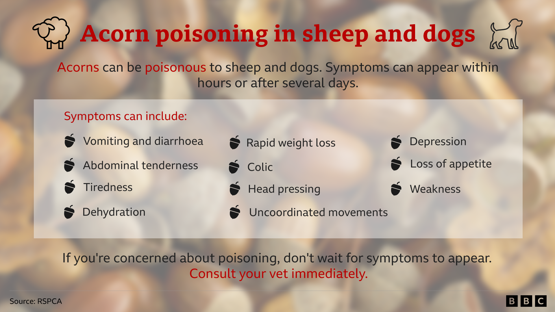 Acorn poisoning graphic. The headline reads Acorn poisoning in sheep and dogs in a read font. Under that it reads: Acorns can be poisonous to sheep and dogs. Symptoms can appear within hours or after several days. Symptoms can include: vomiting and diarrhoea, abdominal tenderness, tiredness, dehydration, rapid weight loss, colic, head pressing, uncoordinated movements, depression, loss of appetite, weakness. Under that it reads if you're concerned about poisoning, don't wait for symptoms to appear. Consult your vet immediately. The source of this information is the RSPCA.