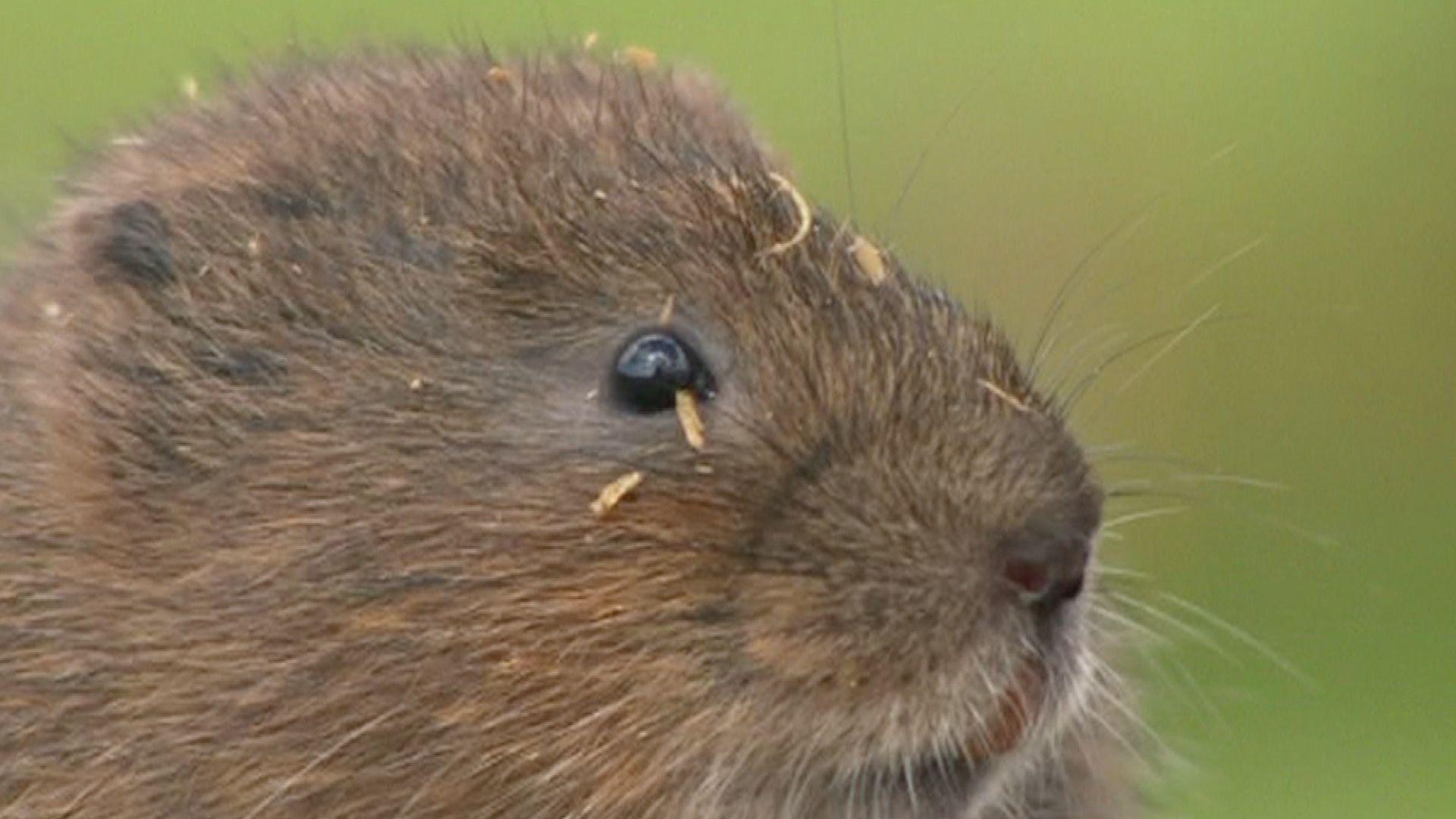 A close up of a water vole shows its dark eyes and whiskers with a hint of large orange coloured front teeth it uses for nibbling plants