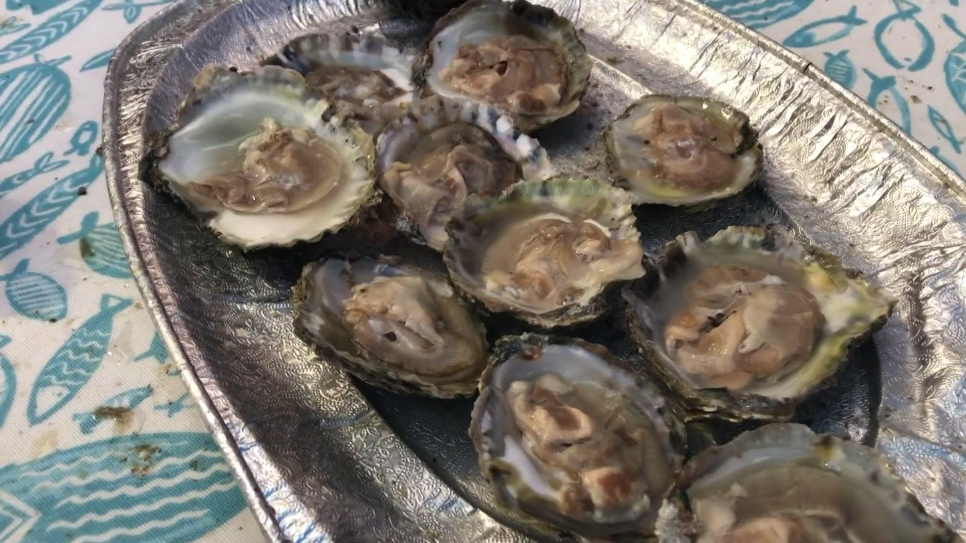 Oysters at Falmouth Oyster Festival, 2022