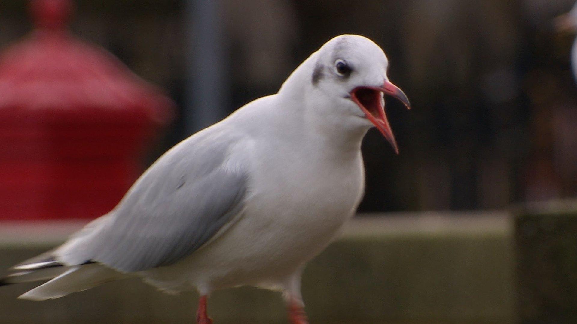 Black-headed gull