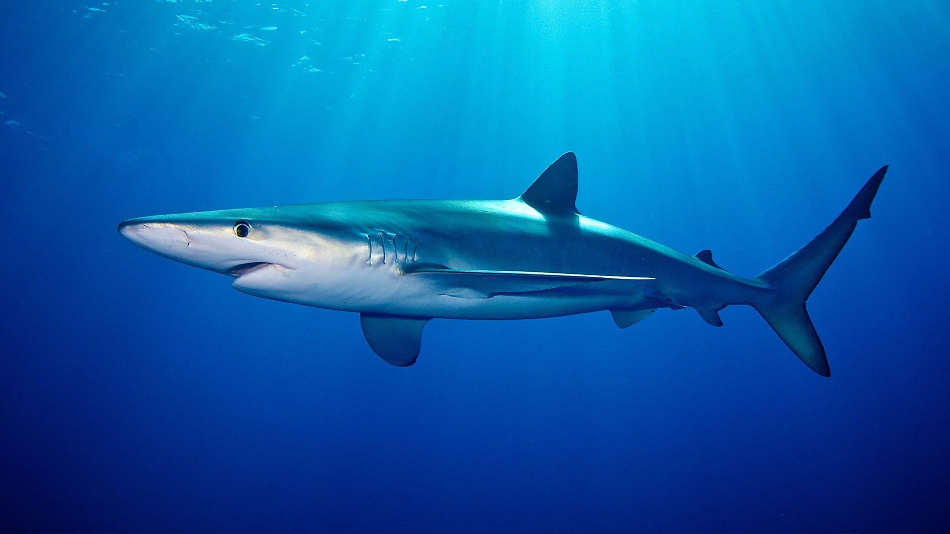 Blue shark swimming in blue water